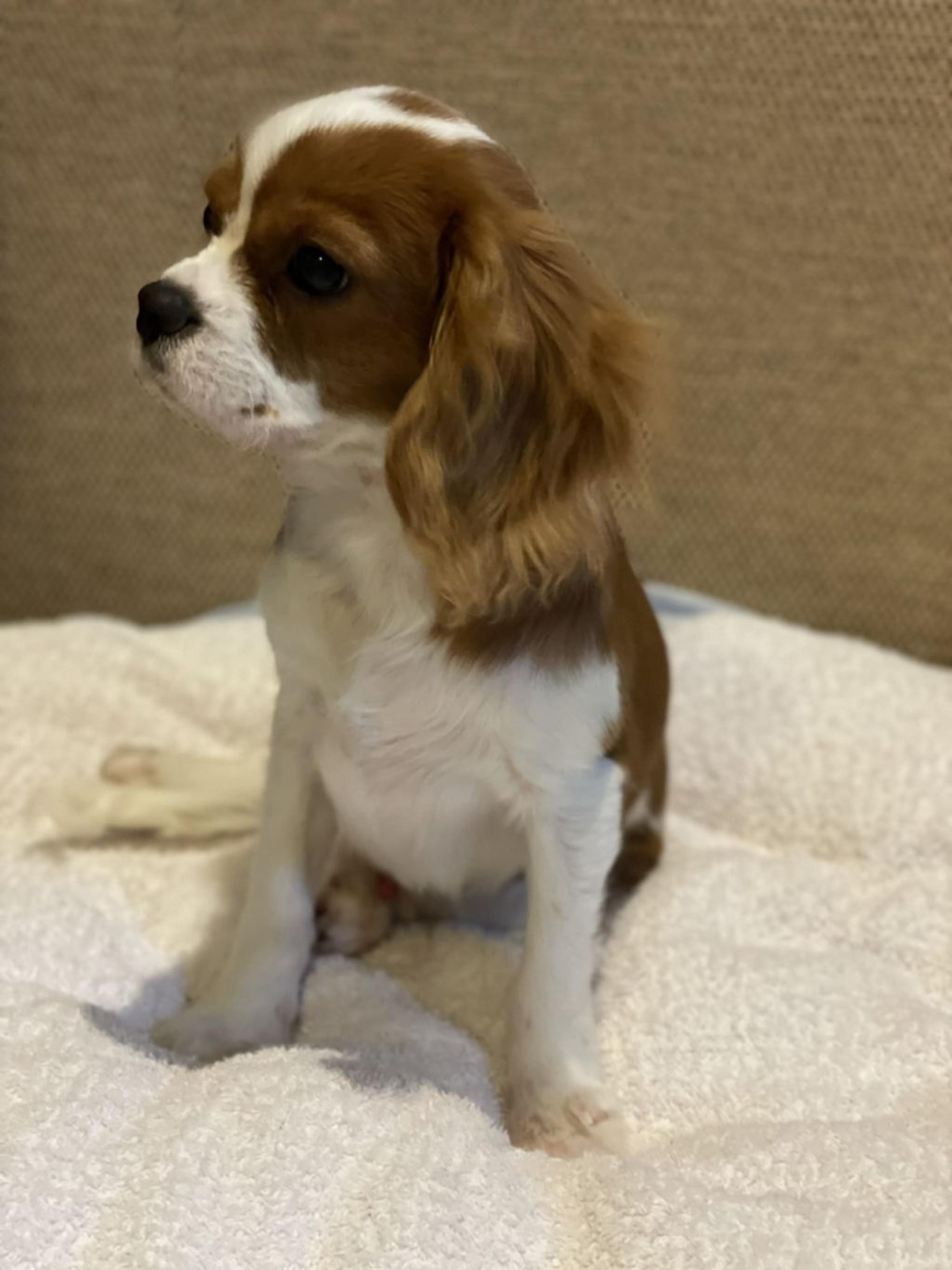 pet-image-4