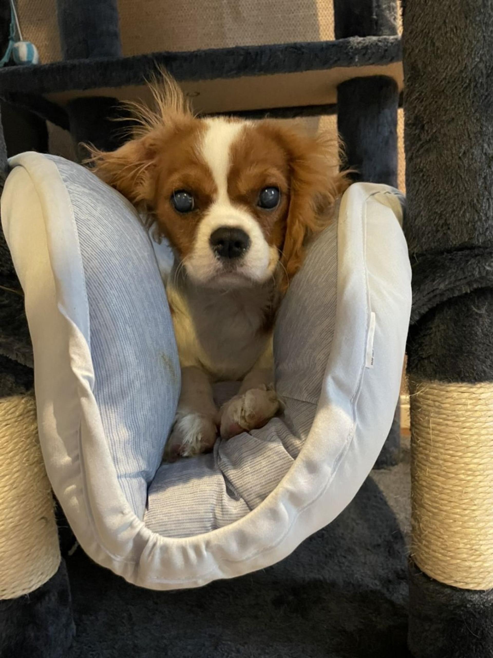 pet-image-6