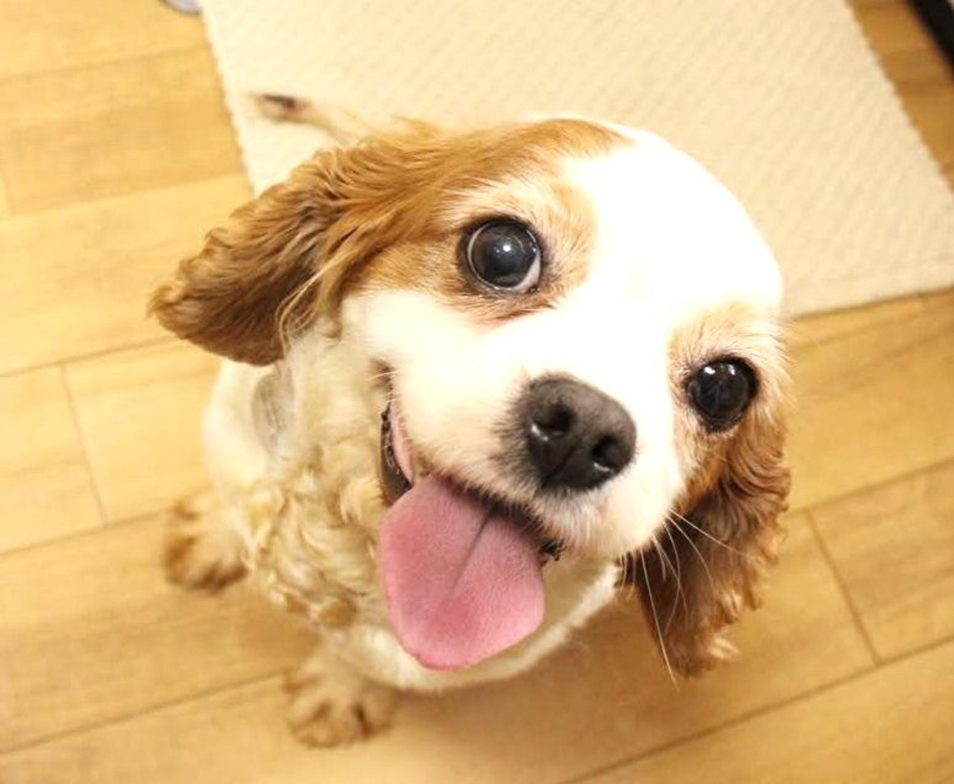 pet-image-2