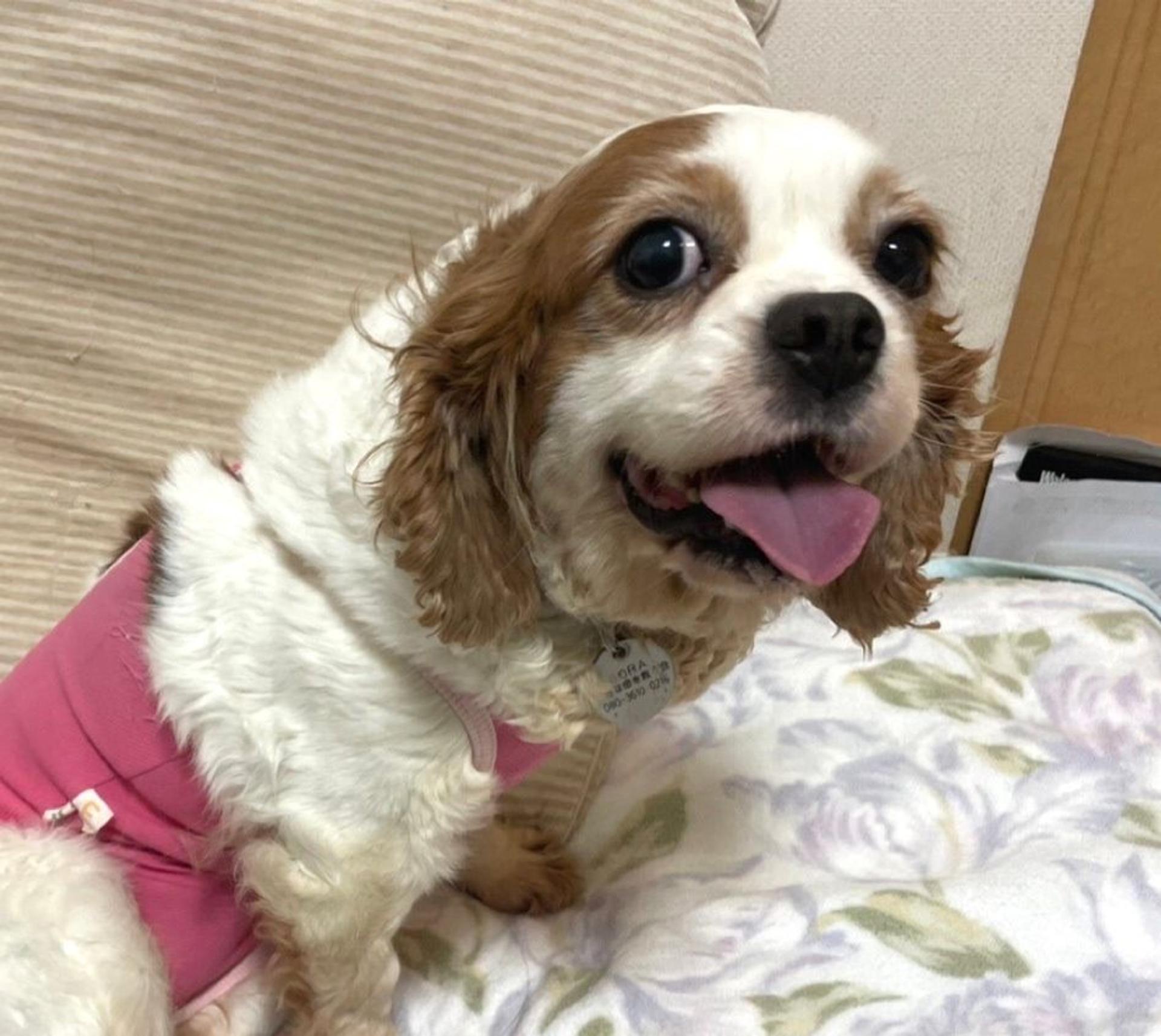 pet-image-5