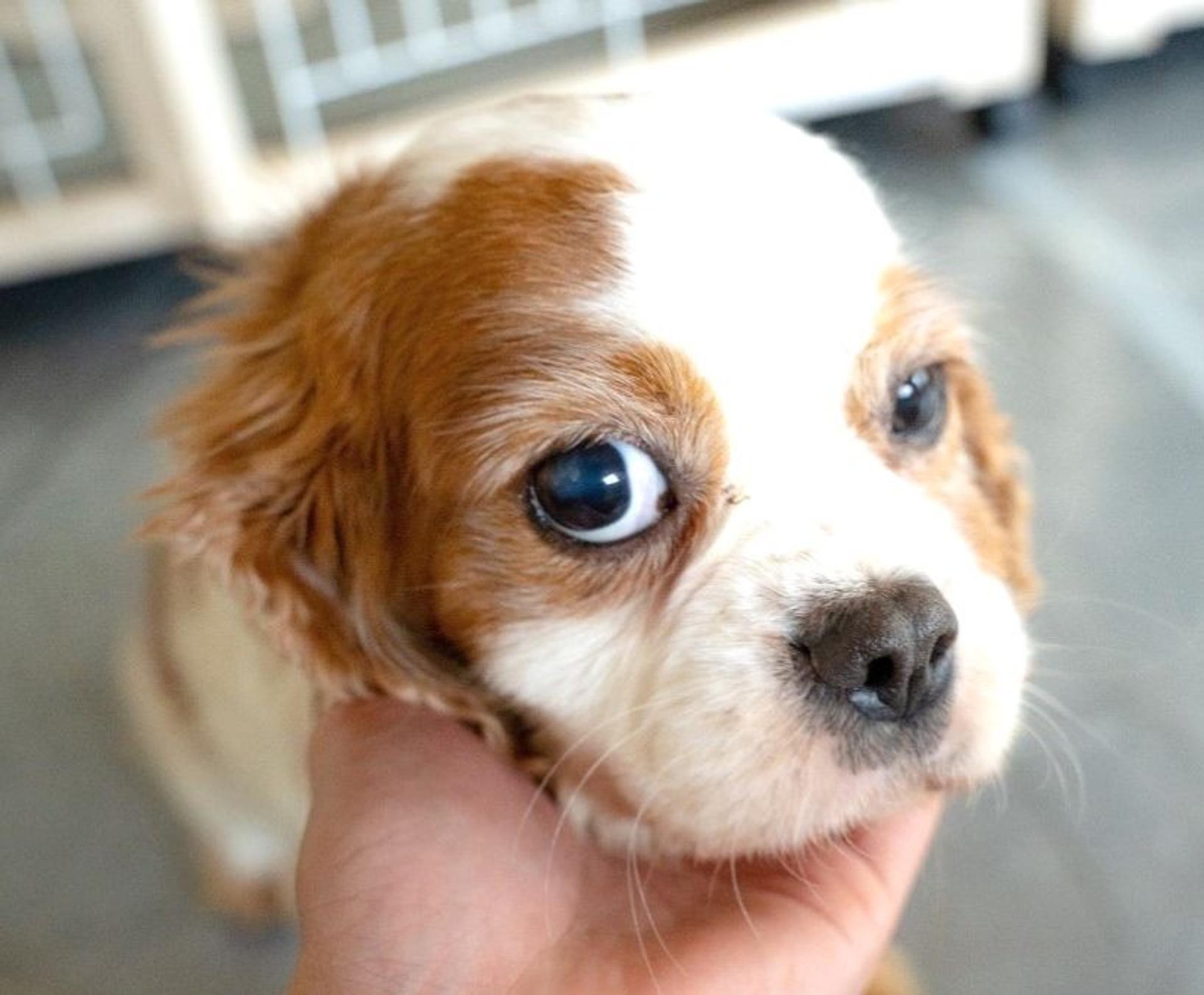 pet-image-6