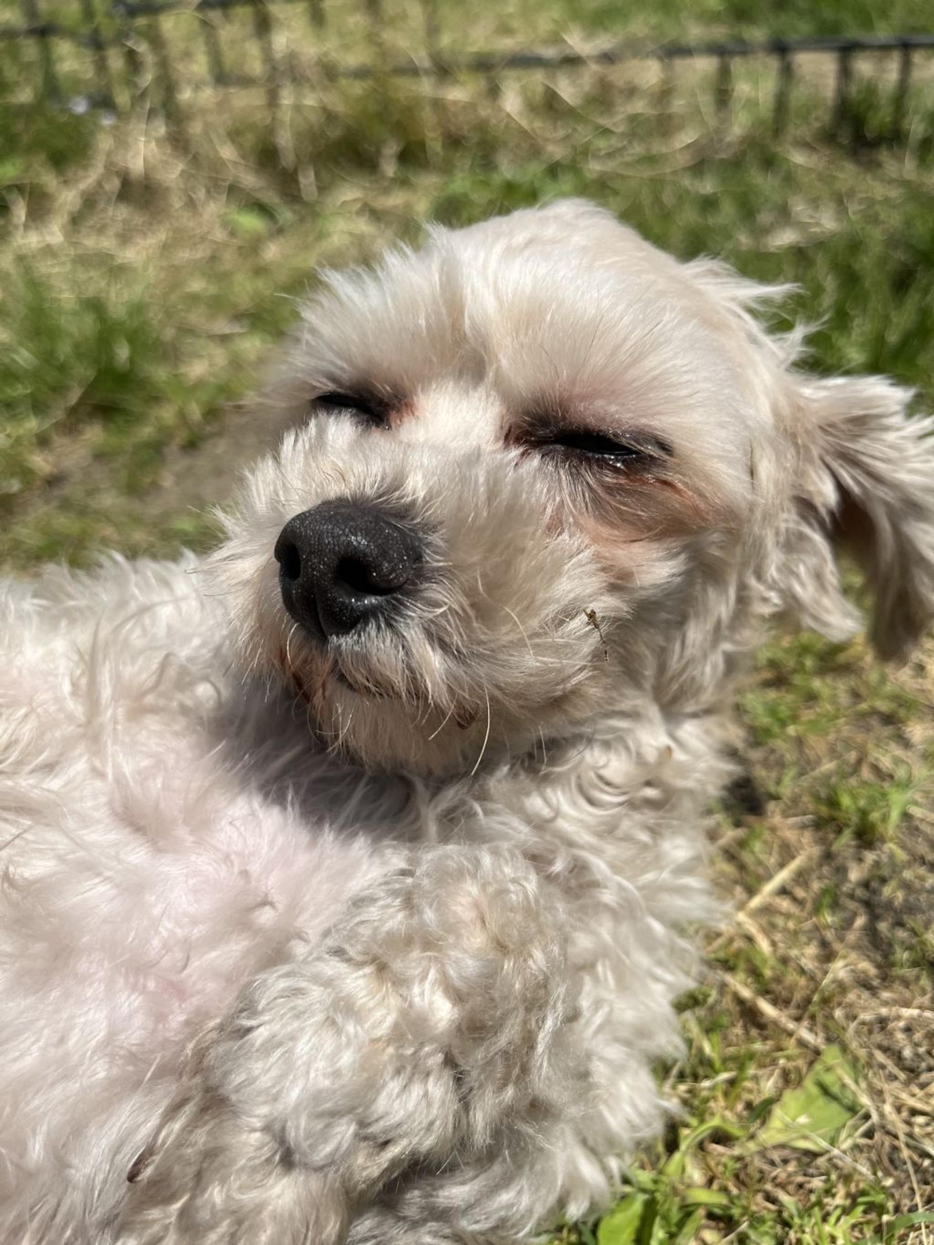 pet-image-2