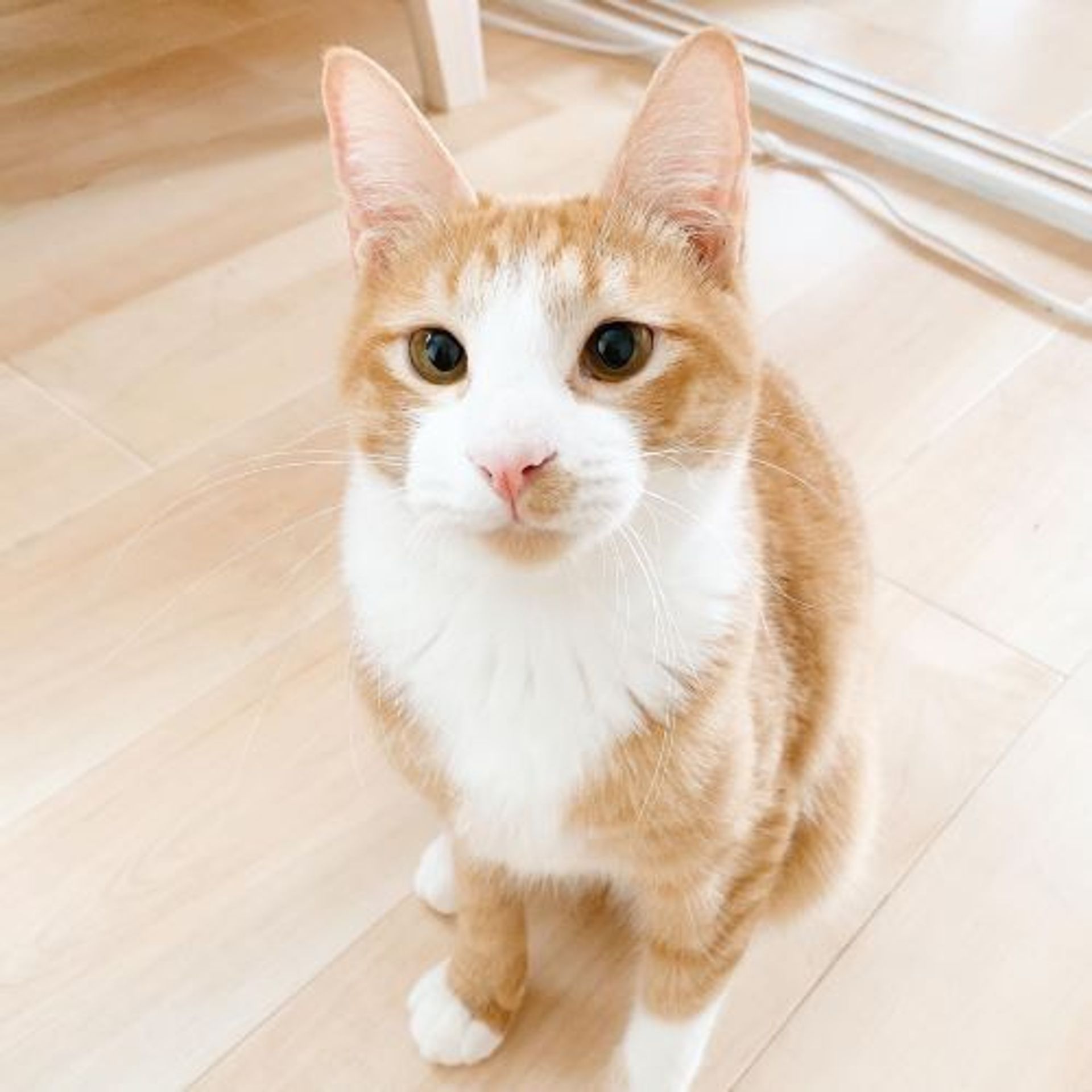 雑種（ミックス猫）・オスの里親募集の写真