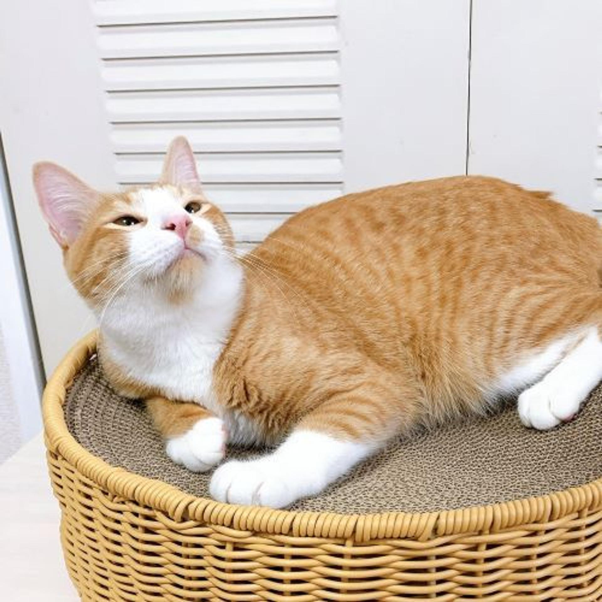 pet-image-2