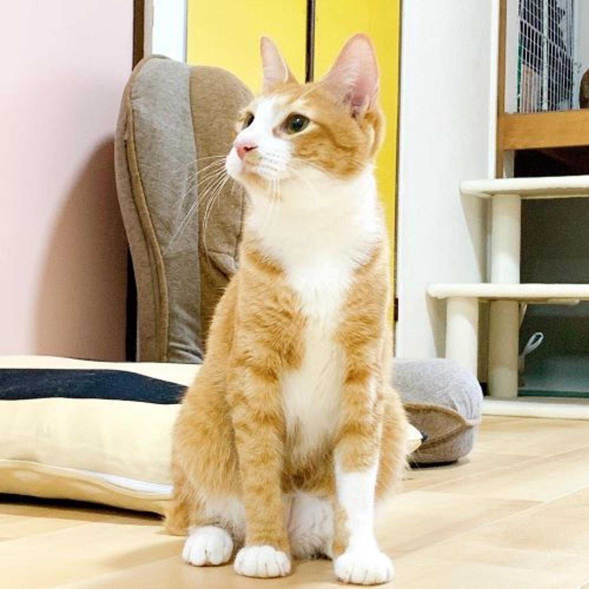 pet-image-3