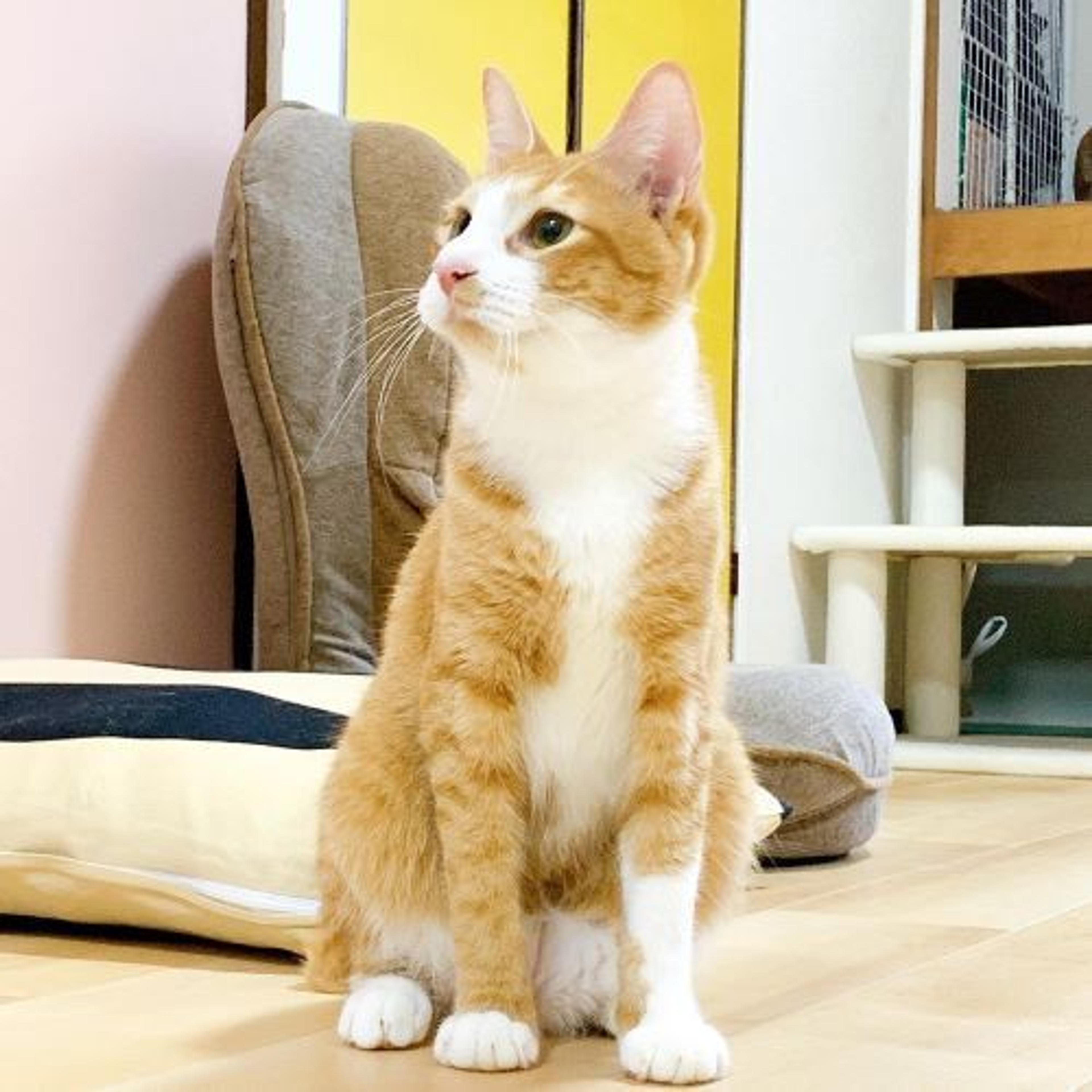 pet-image-3
