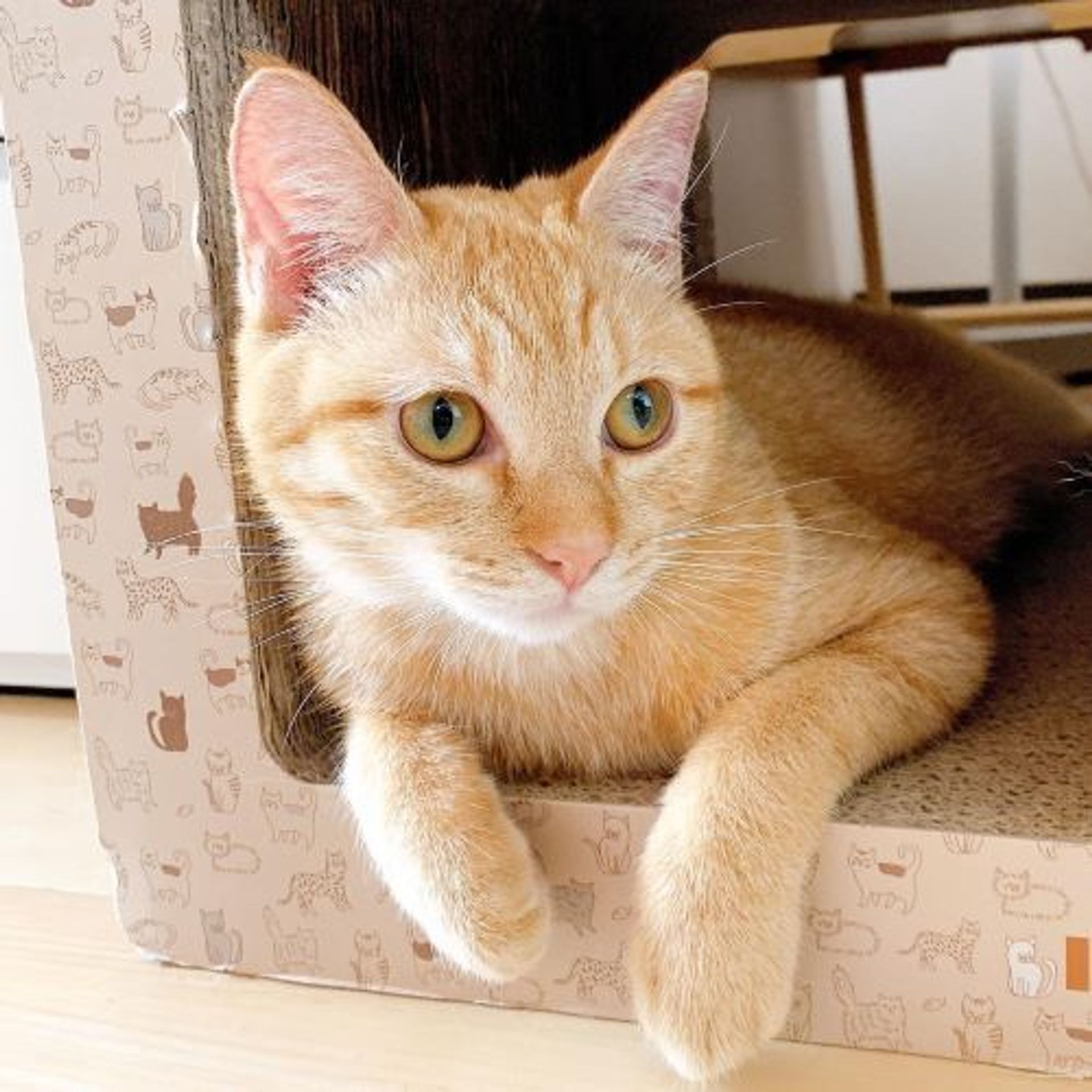 雑種（ミックス猫）・オスの里親募集の写真