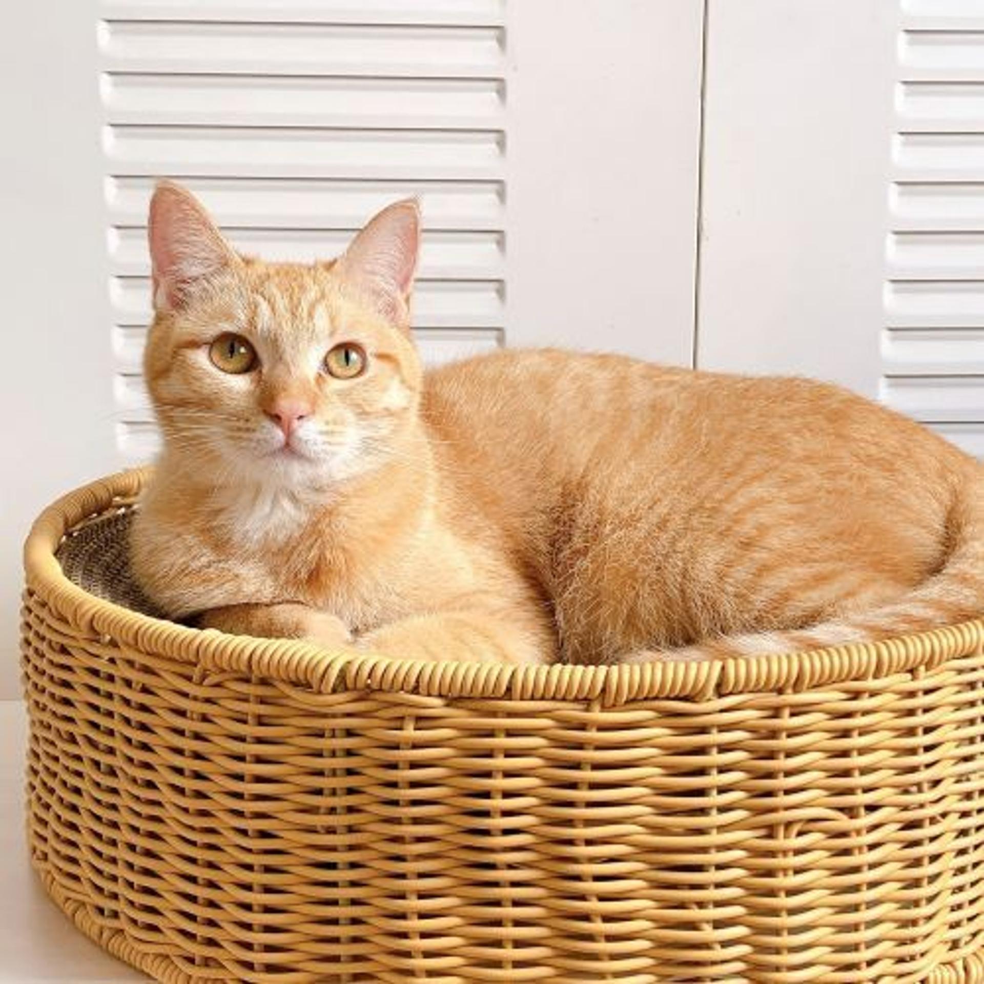 pet-image-2