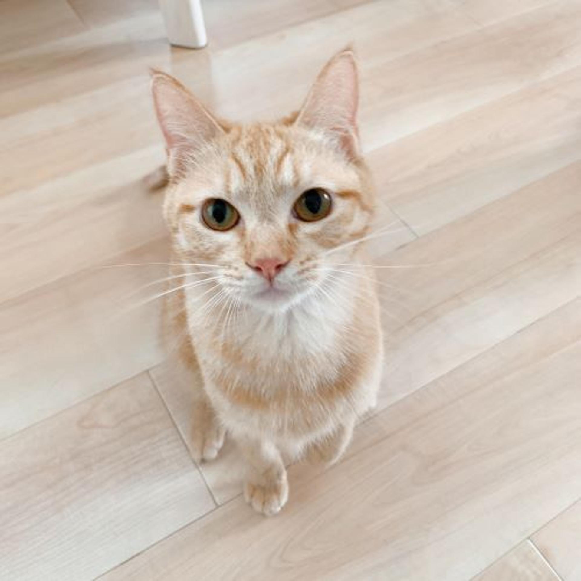 pet-image-3