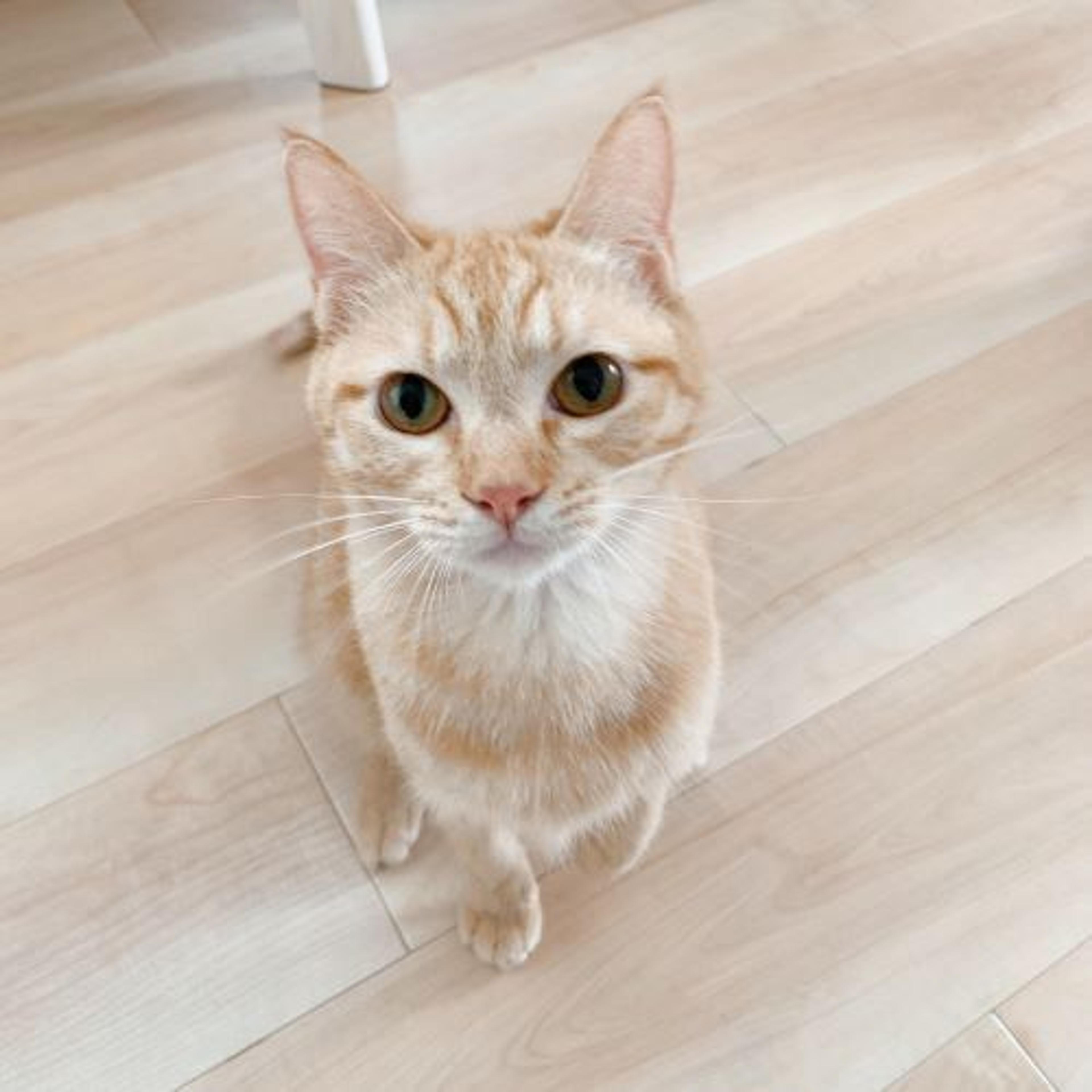 pet-image-3