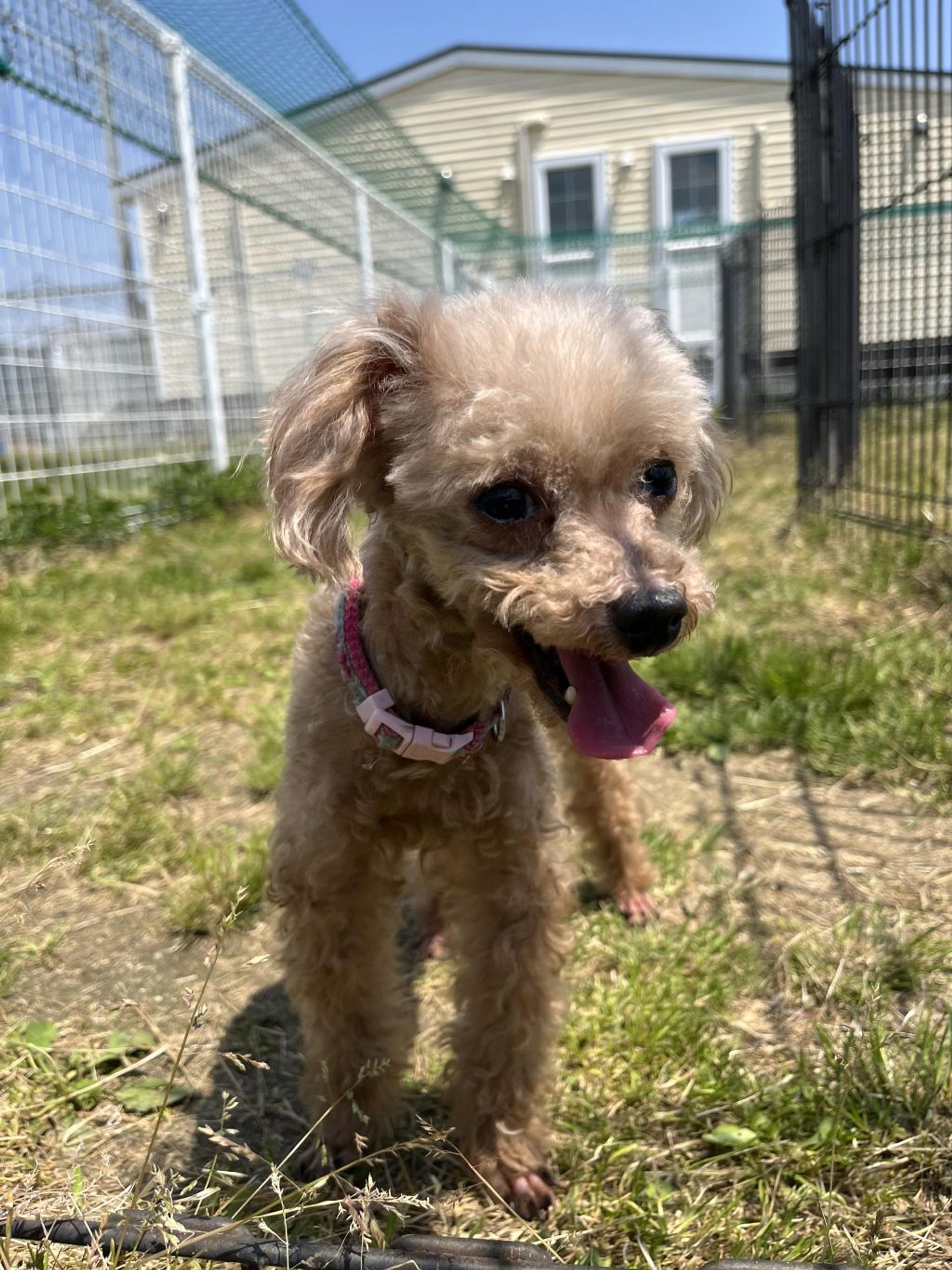 pet-image-3