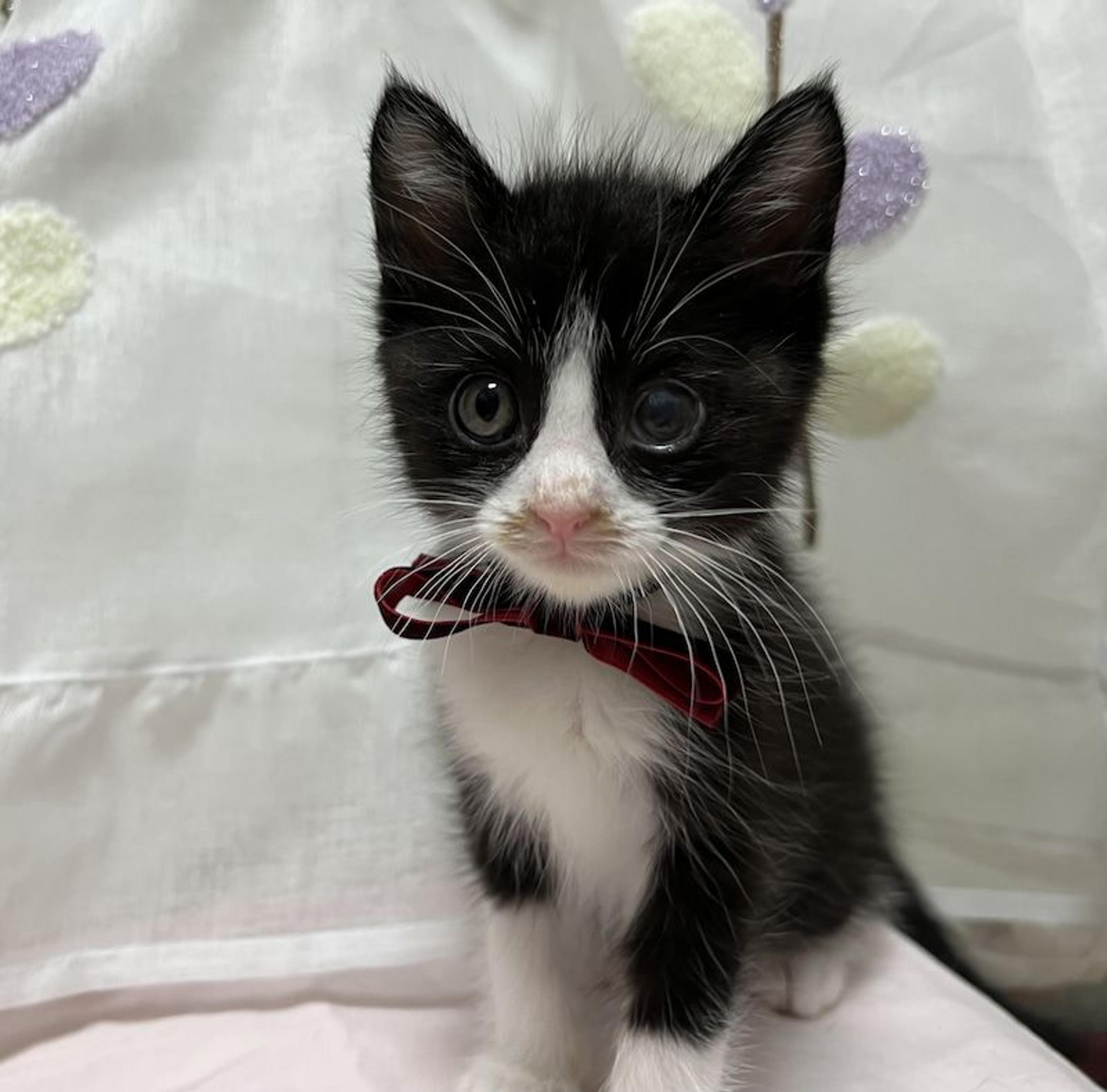 pet-image-2