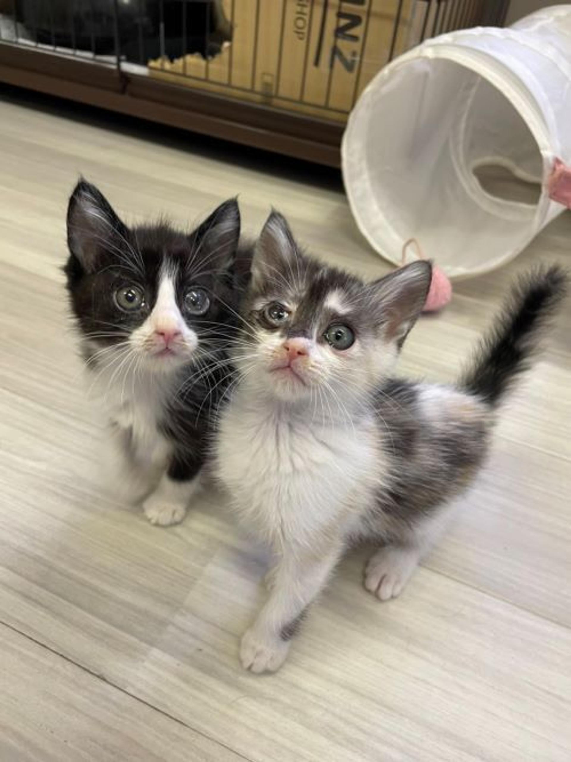 pet-image-3