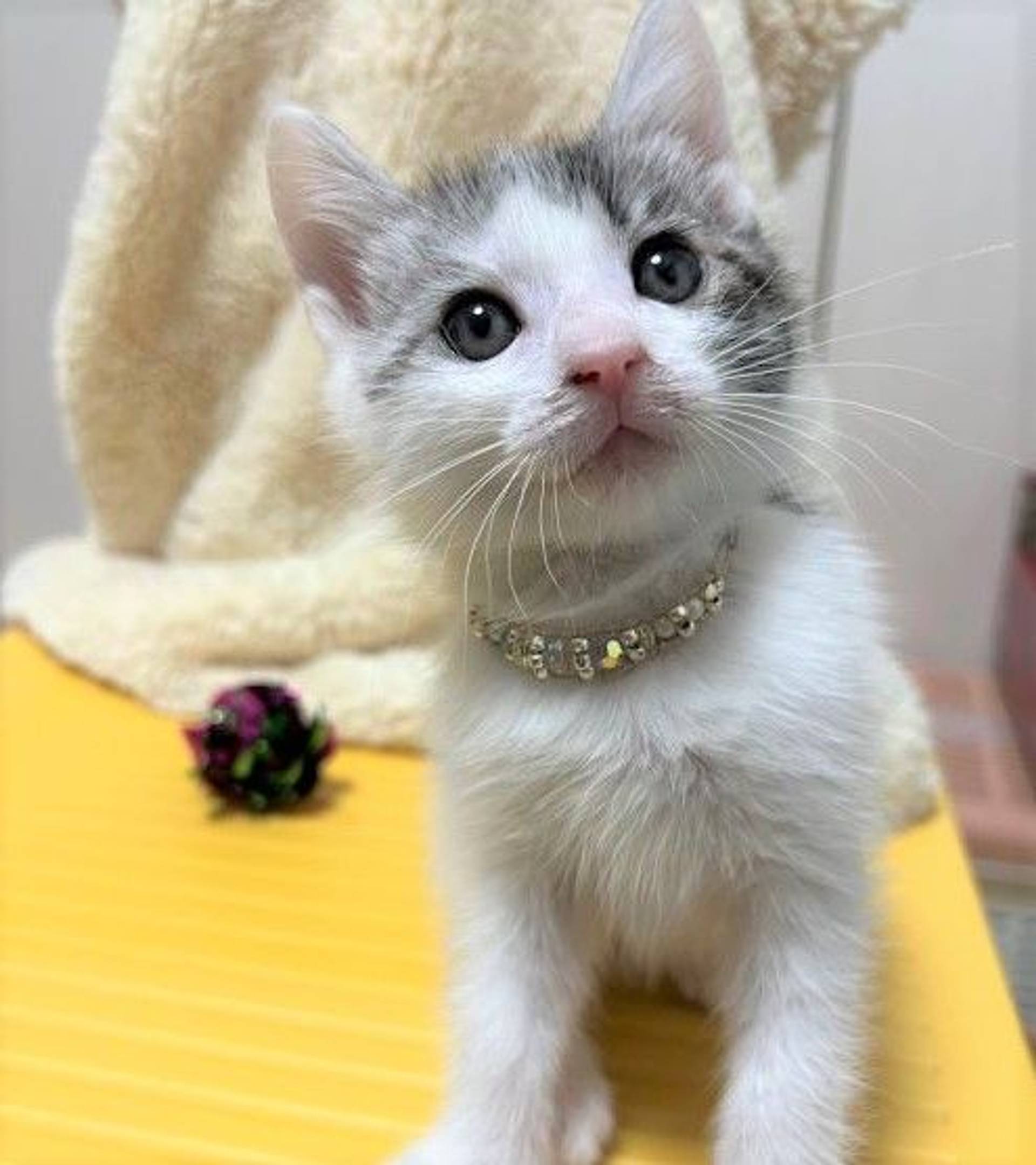 雑種（ミックス猫）・オスの里親募集の写真