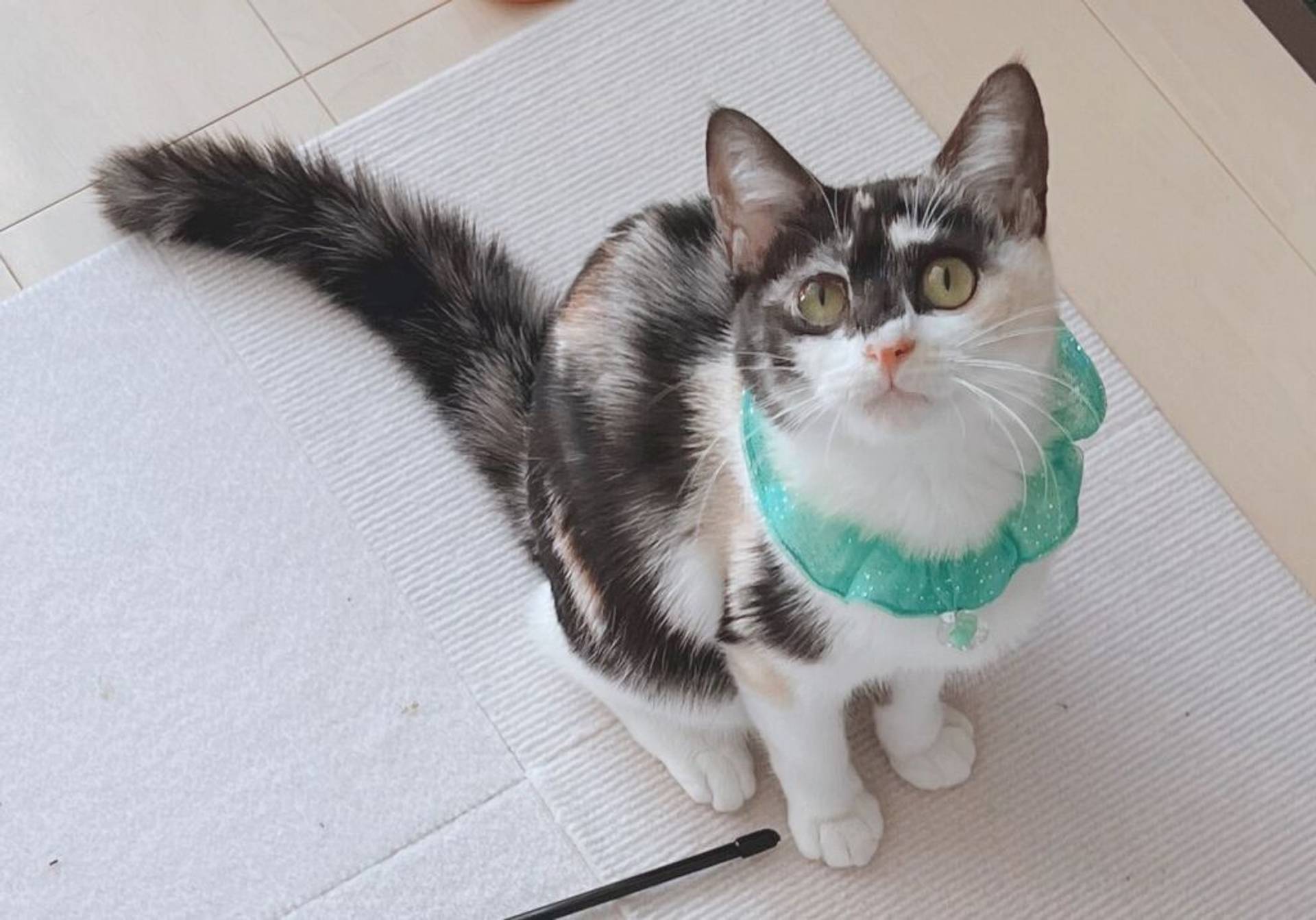 雑種（ミックス猫）・メスの里親募集の写真