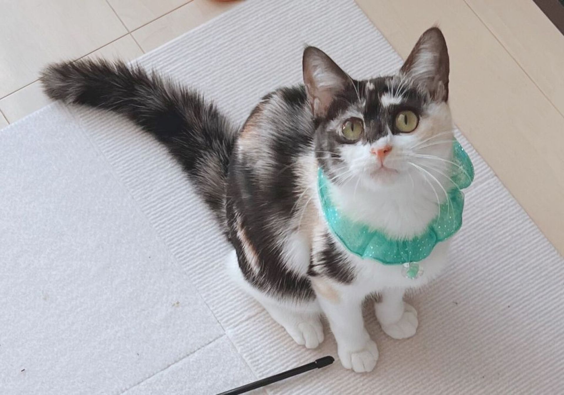雑種（ミックス猫）・メスの里親募集の写真