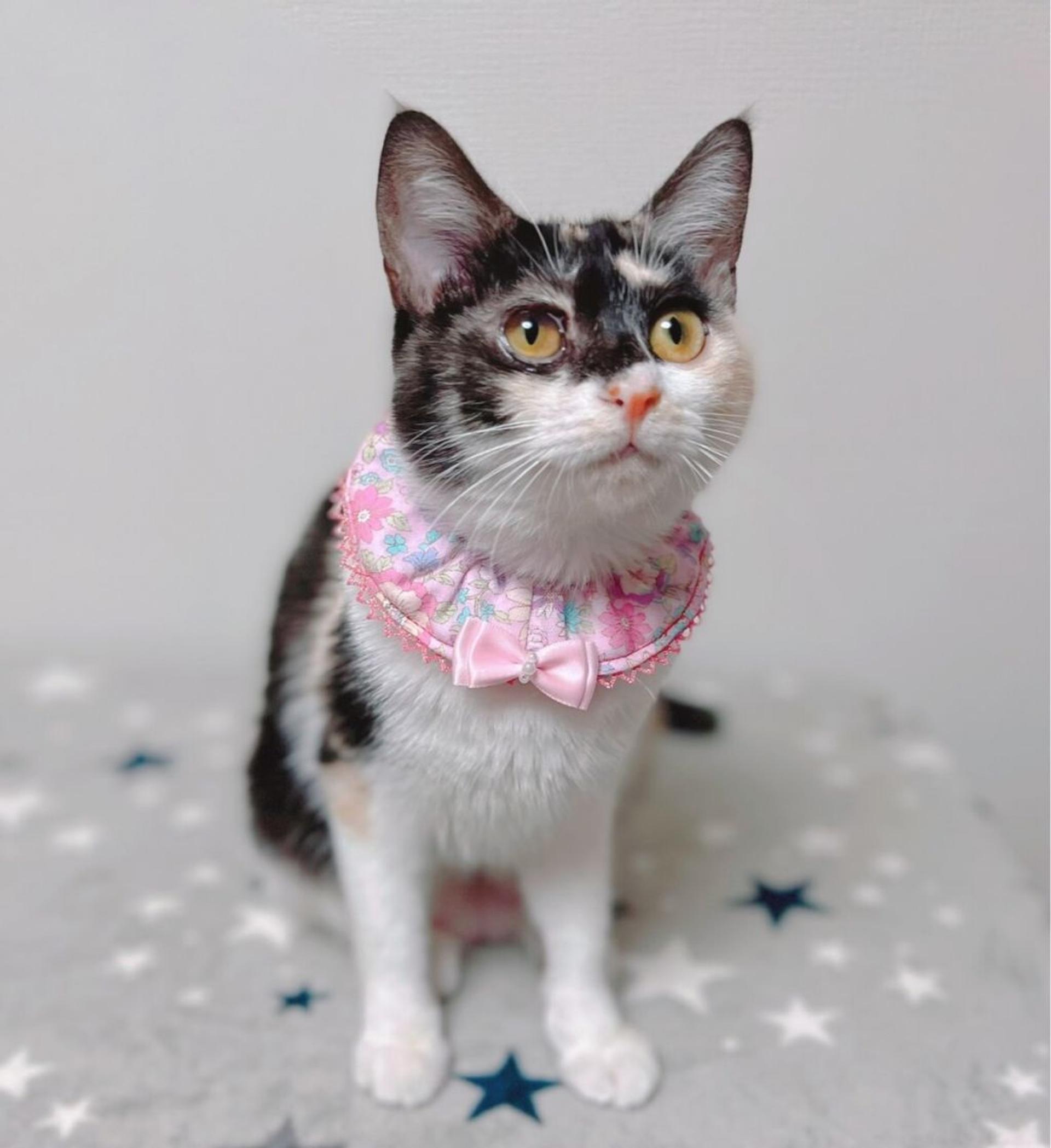 pet-image-2