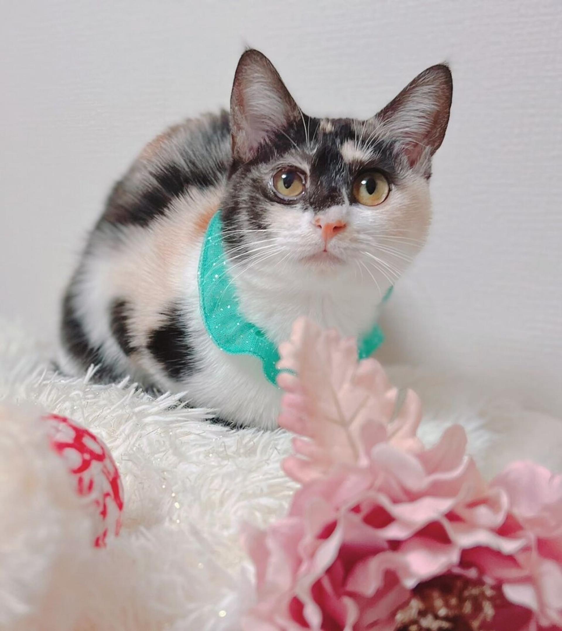 pet-image-4