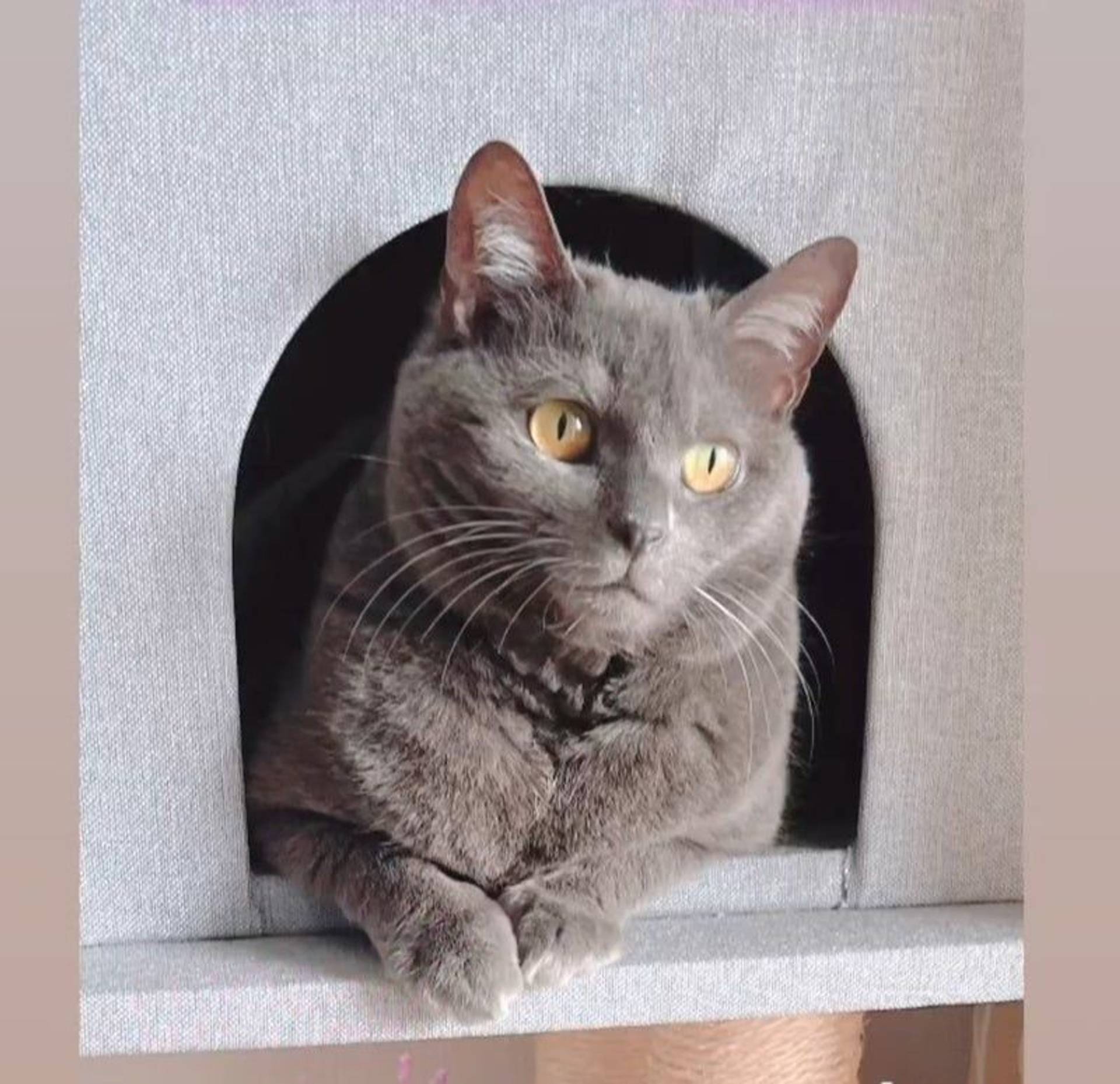 雑種（ミックス猫）・メスの里親募集の写真
