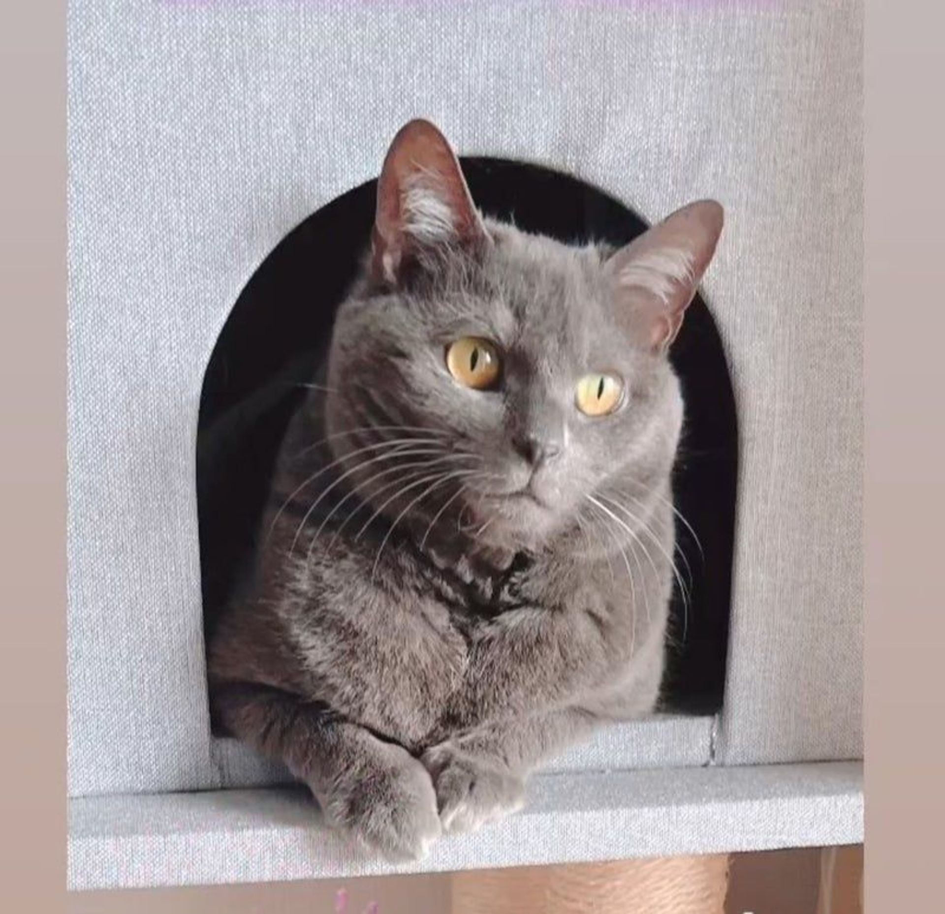 雑種（ミックス猫）・メスの里親募集の写真