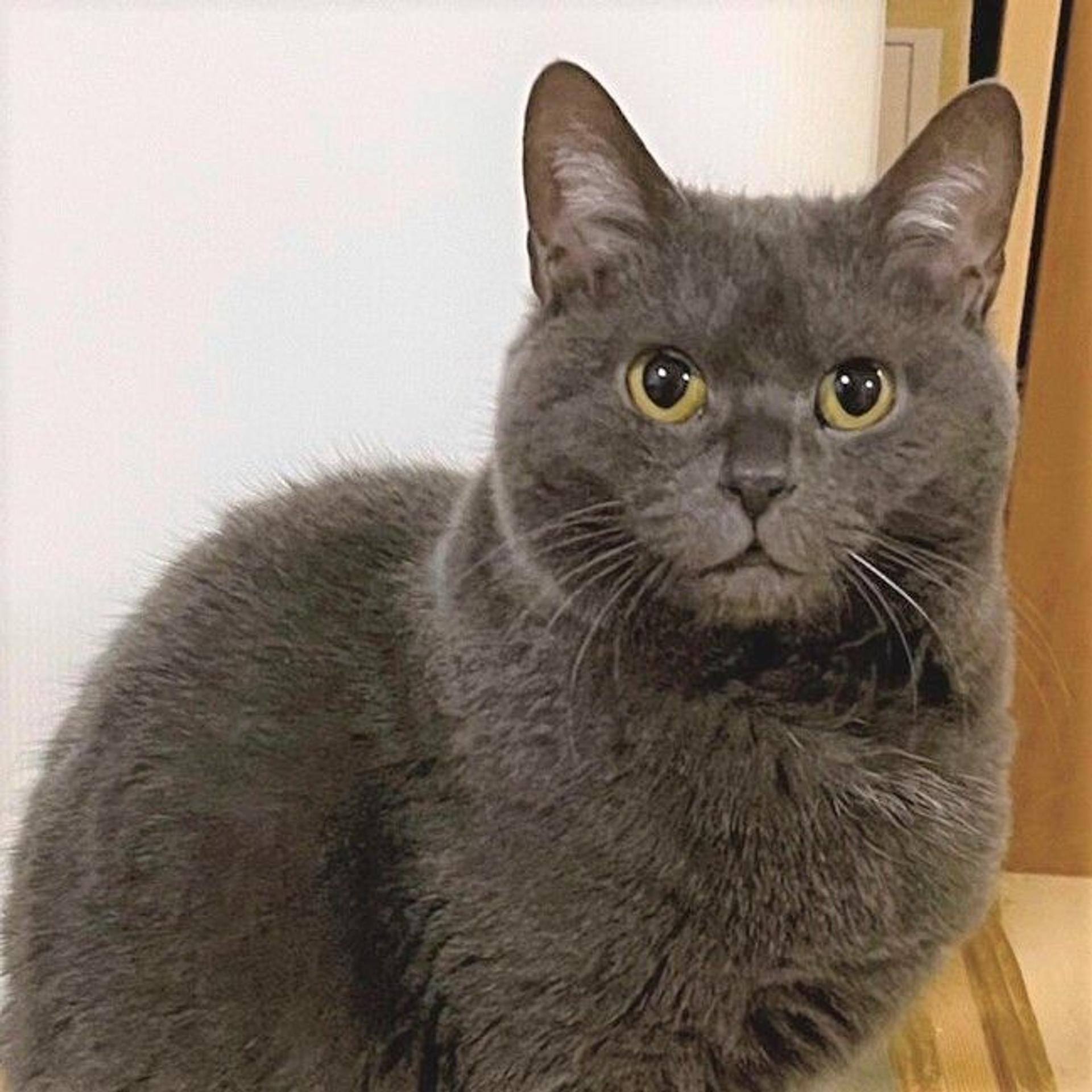pet-image-2