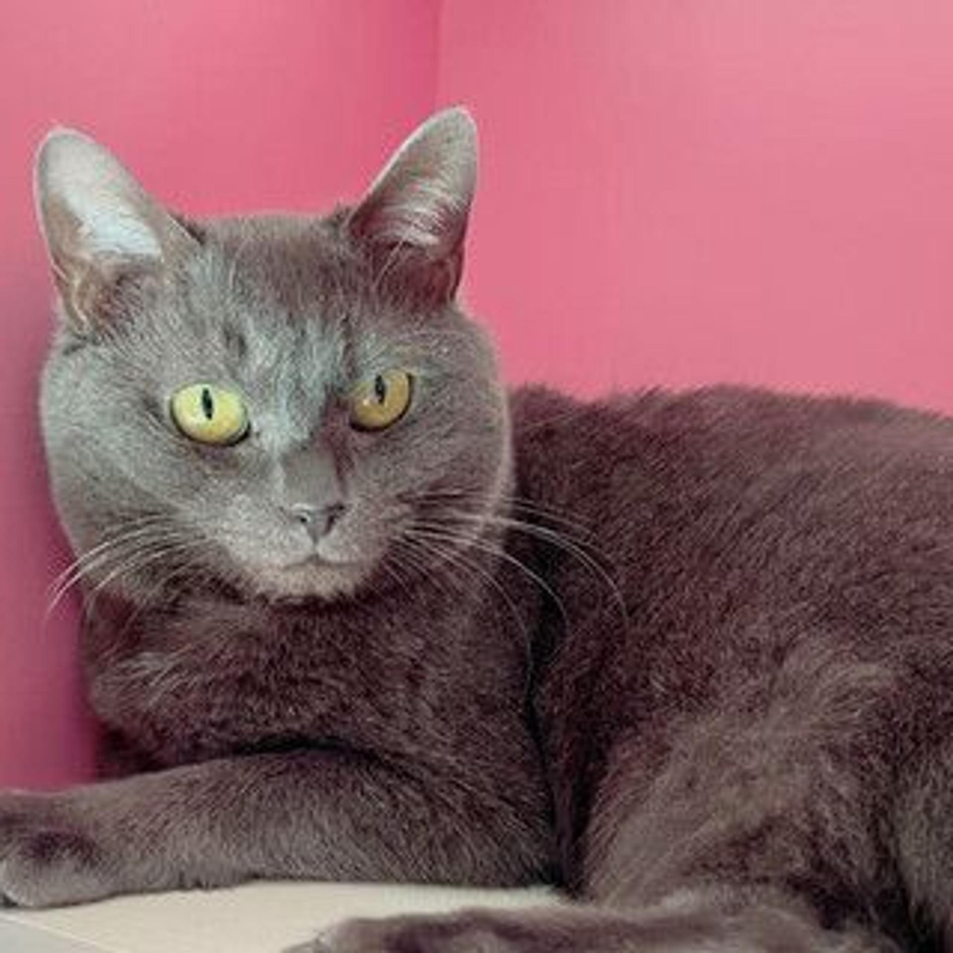 pet-image-3