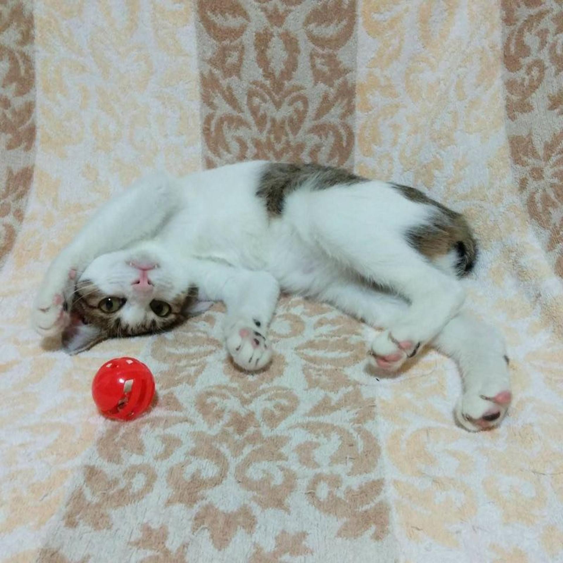 pet-image-2