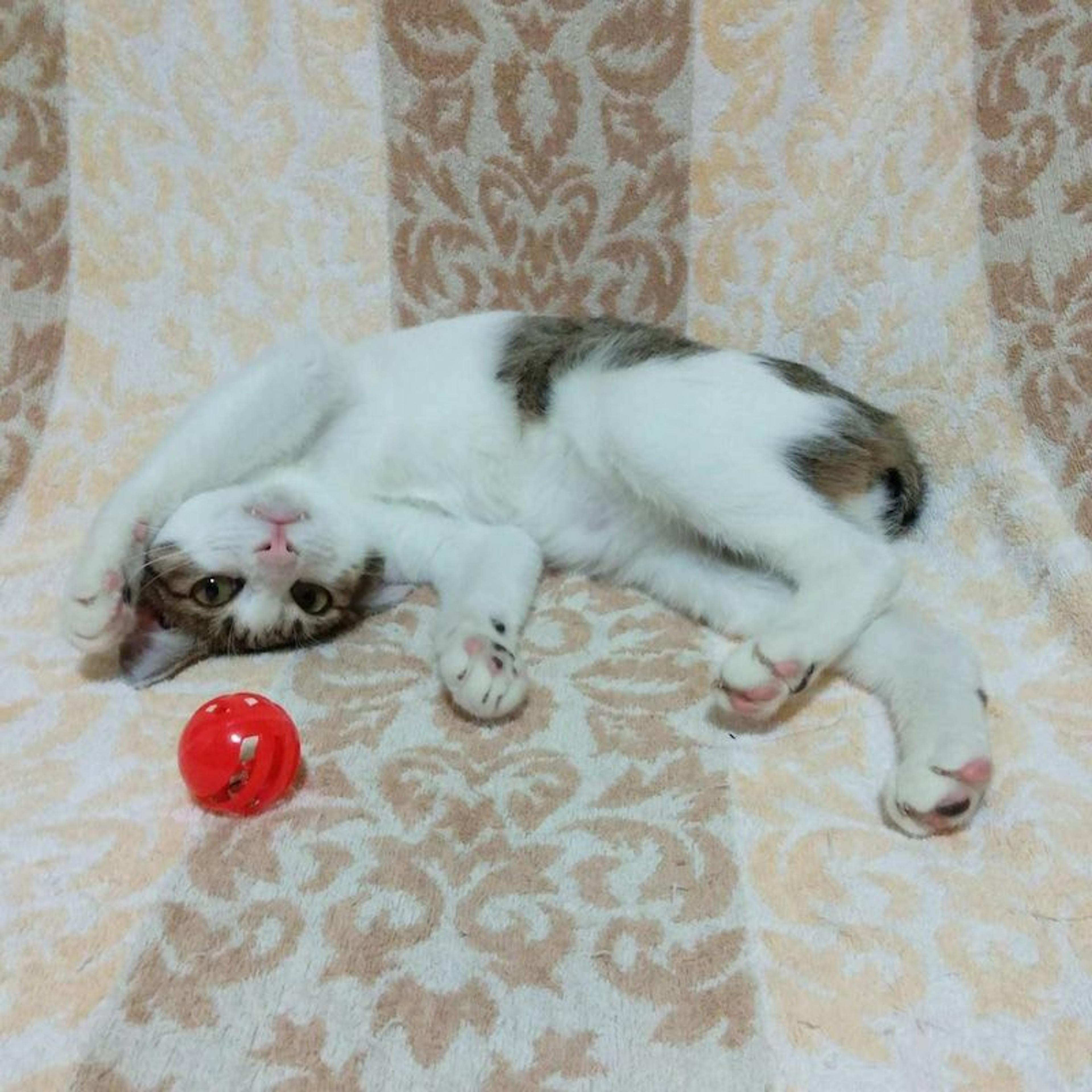 pet-image-2