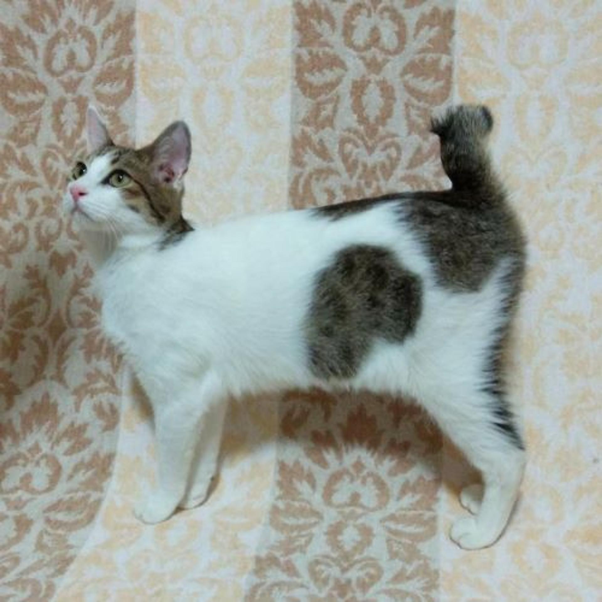pet-image-3