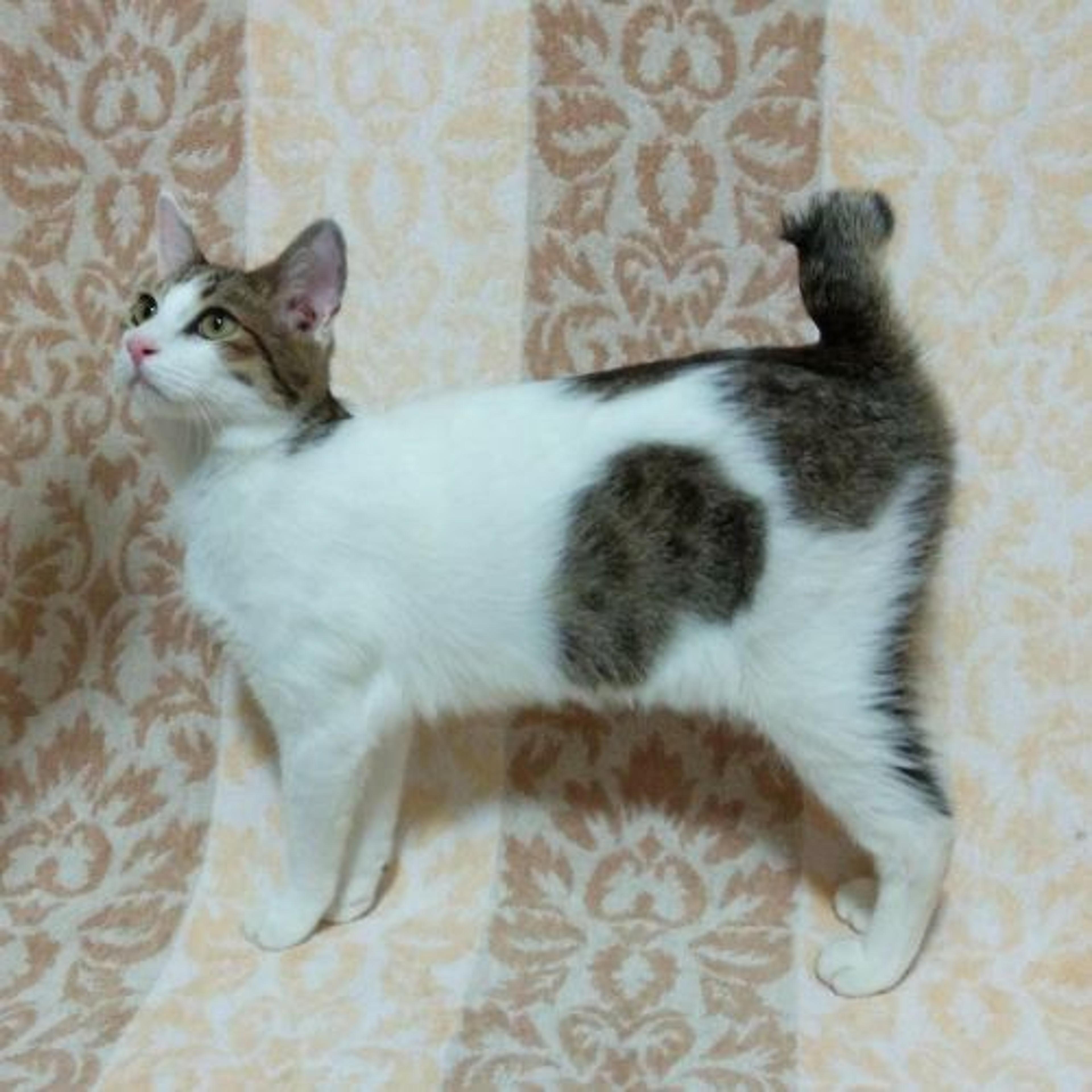pet-image-3