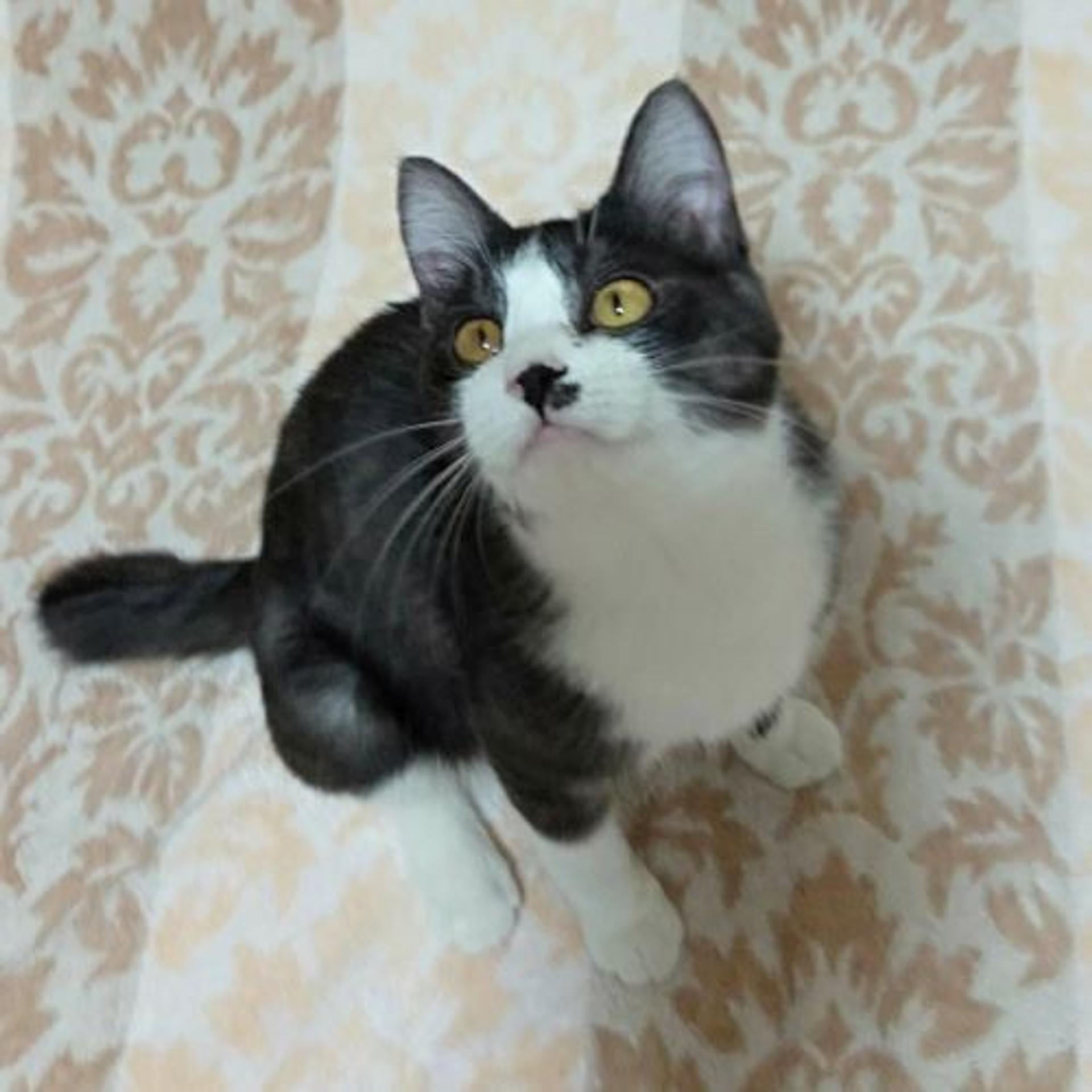 pet-image-2