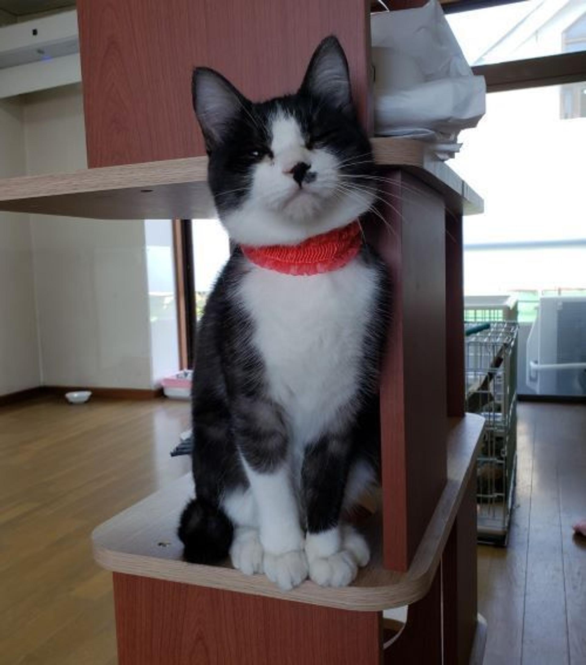 pet-image-3