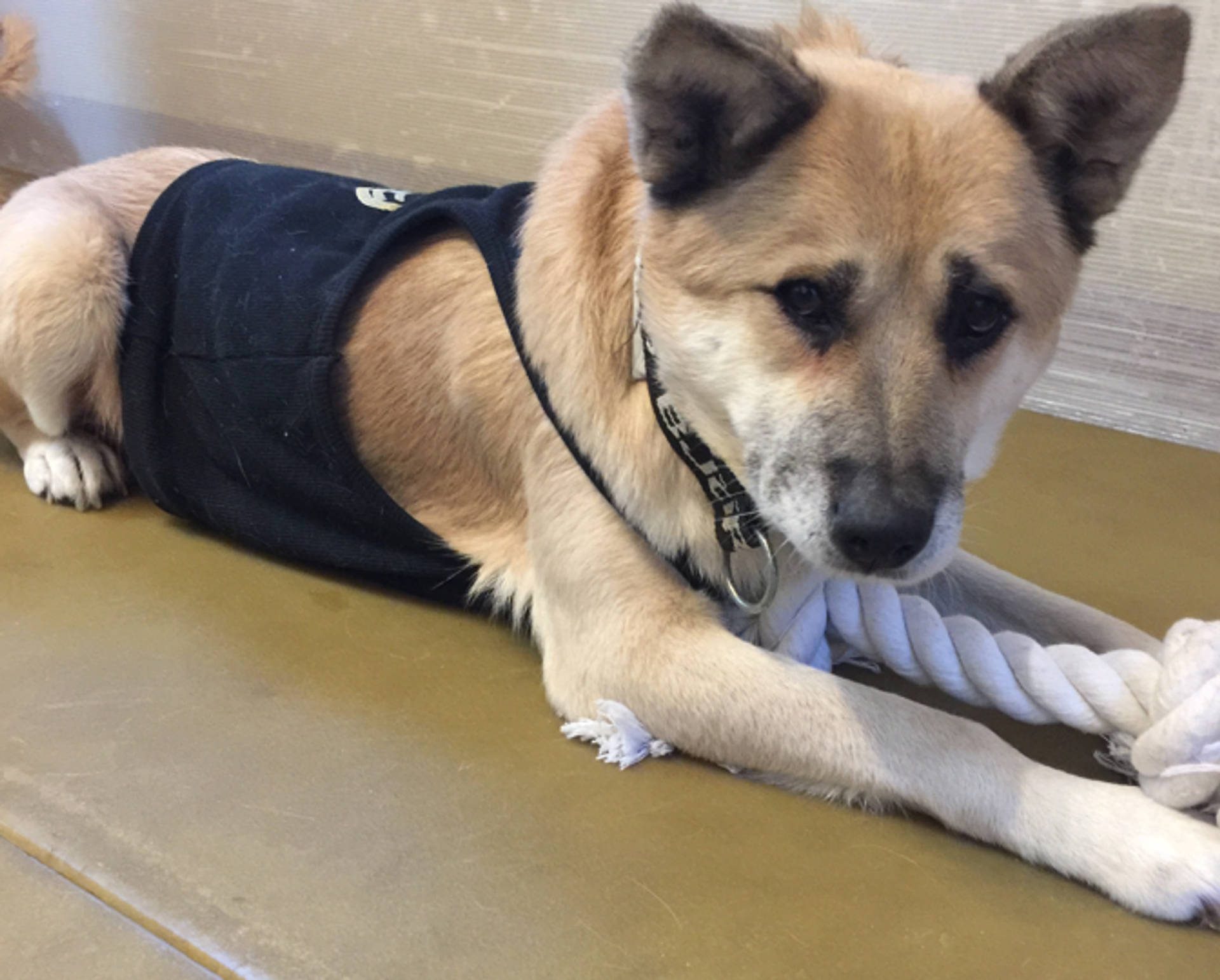 雑種（ミックス犬）・オスの里親募集の写真