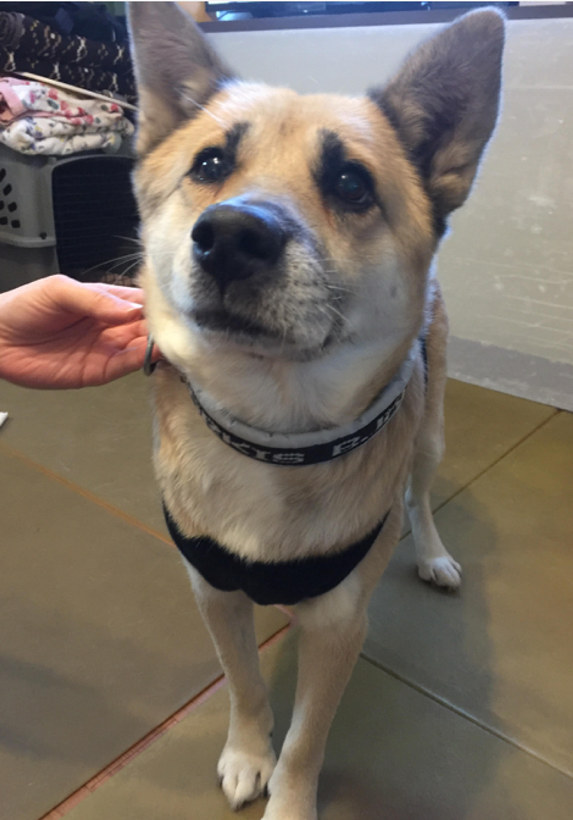 pet-image-2