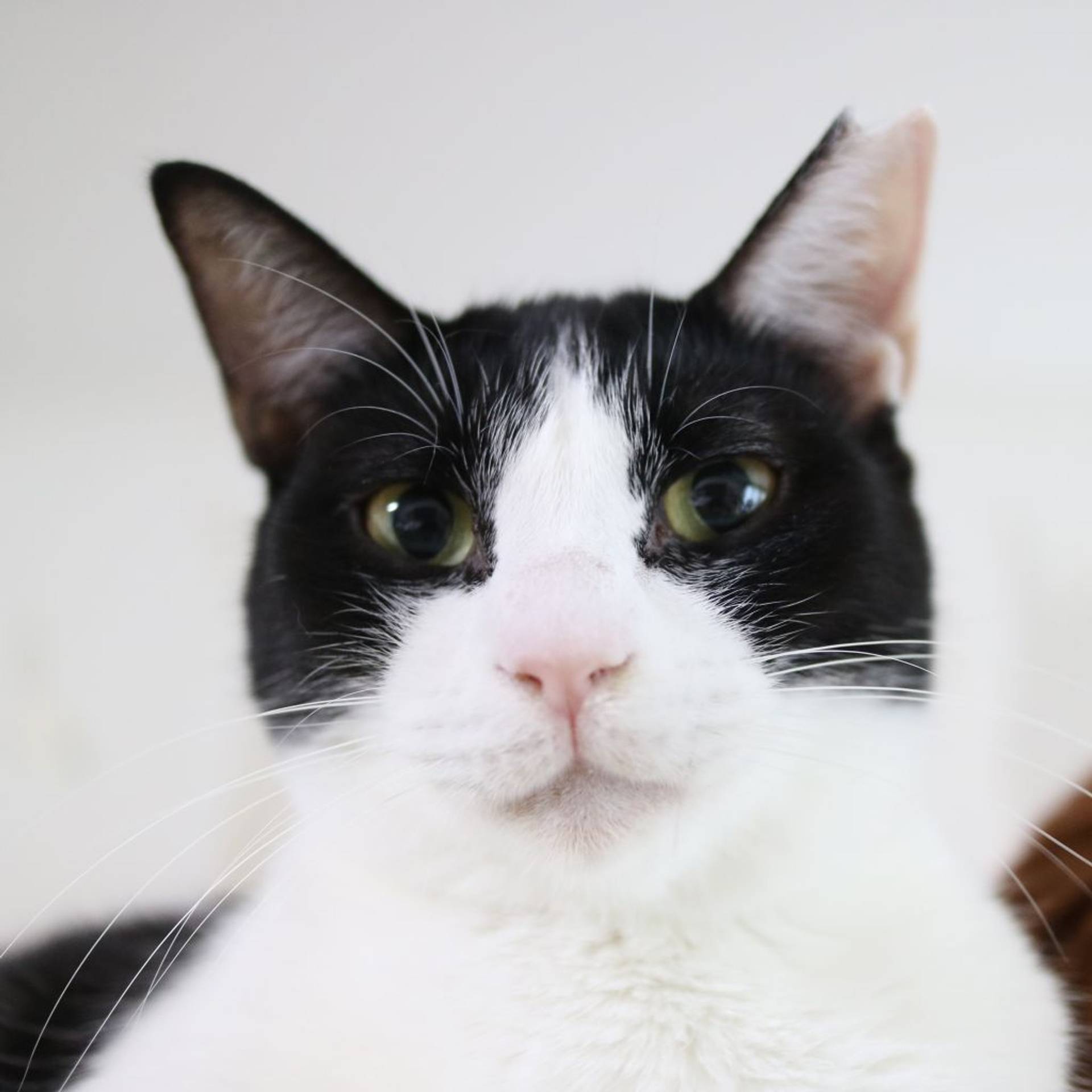 雑種（ミックス猫）・メスの里親募集の写真
