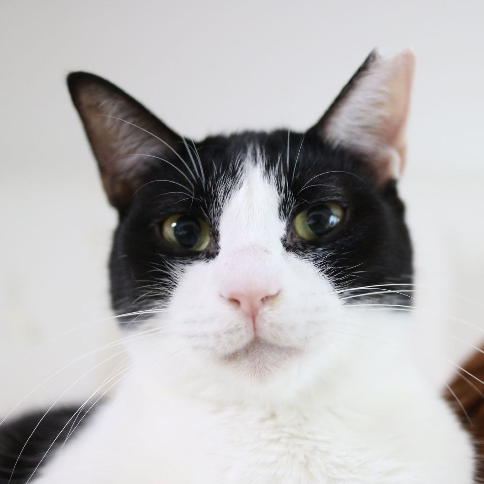 雑種（ミックス猫）・メスの里親募集の写真