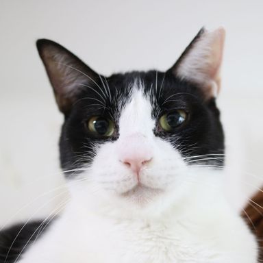ブリオッシュの写真
