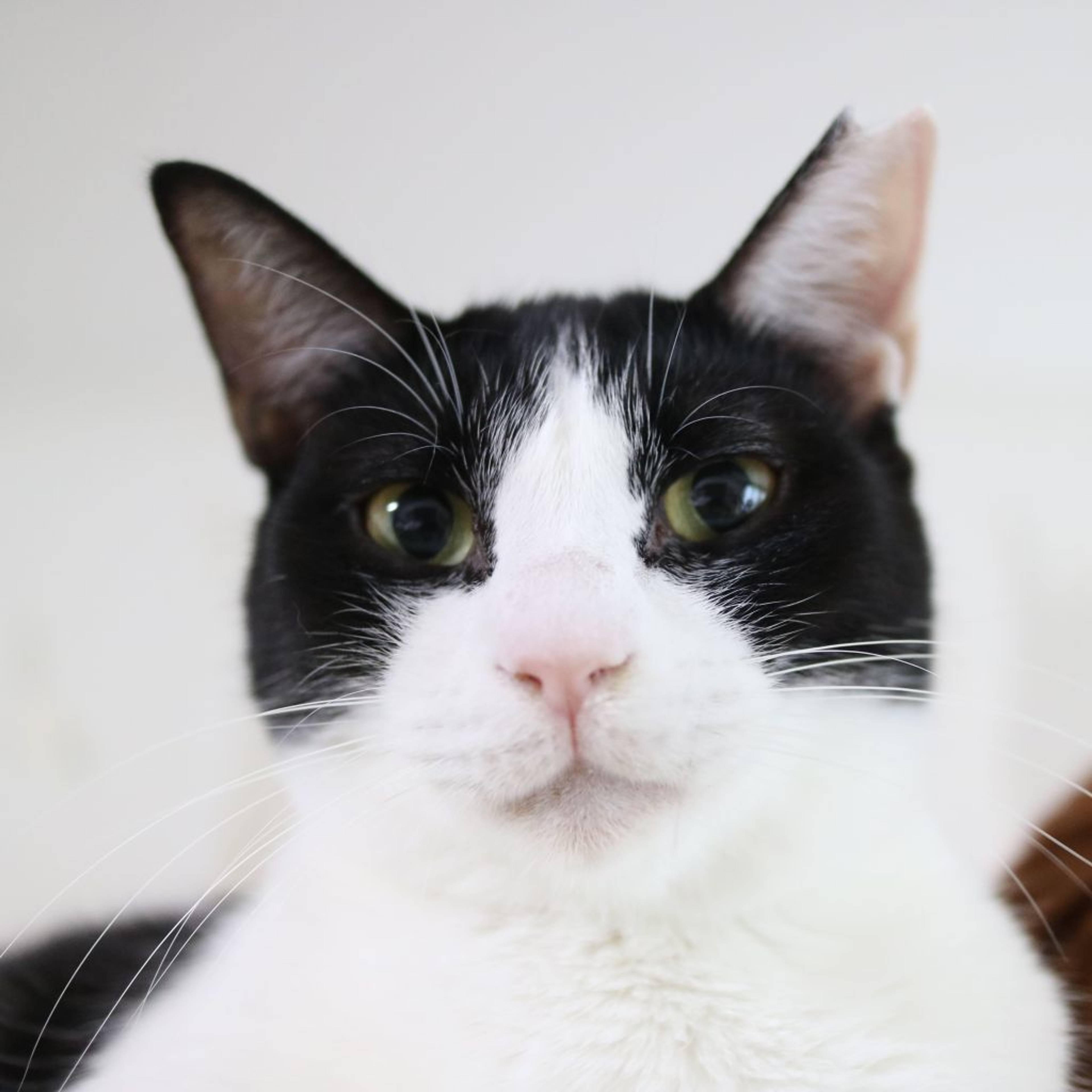 雑種（ミックス猫）・メスの里親募集の写真