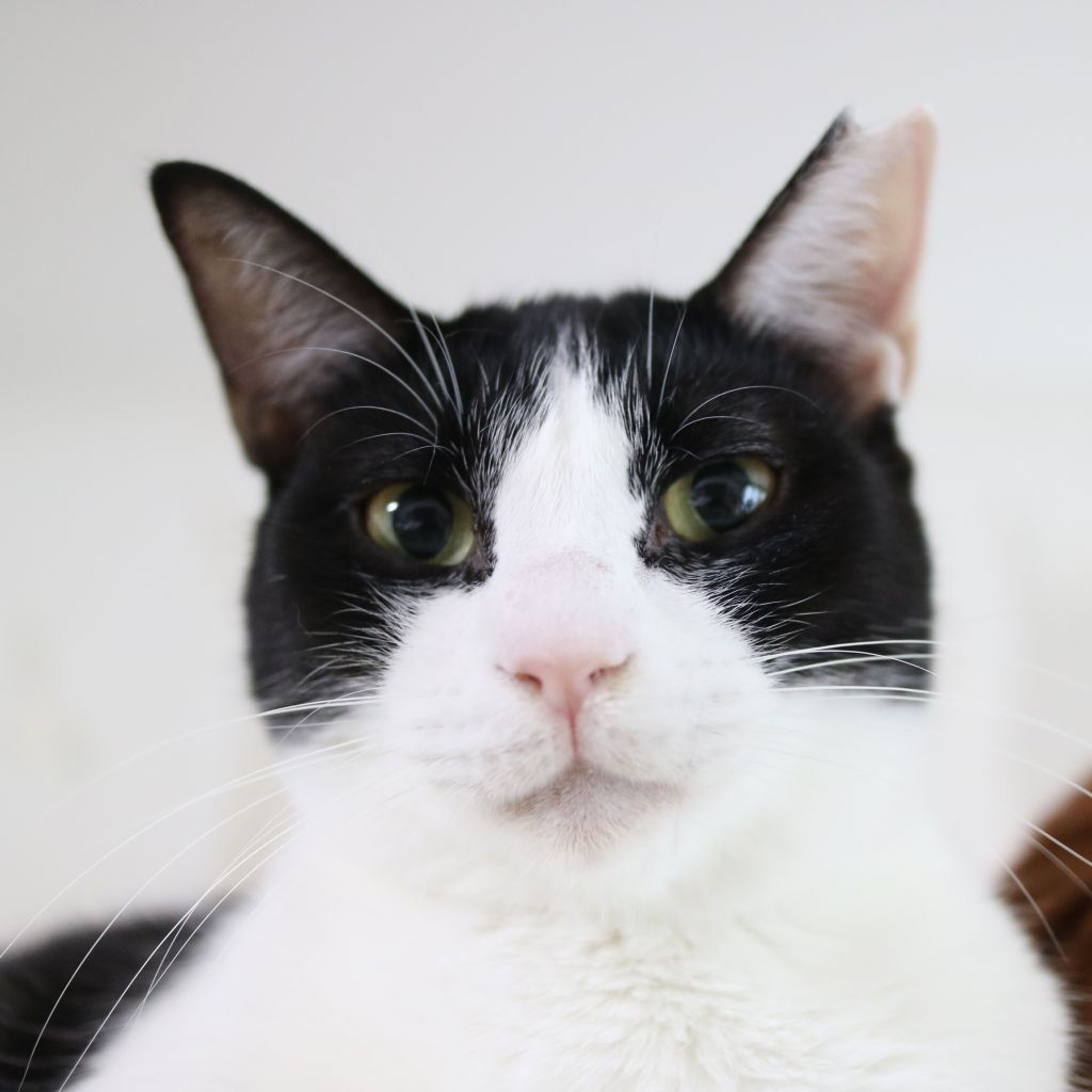 雑種（ミックス猫）・メスの里親募集の写真