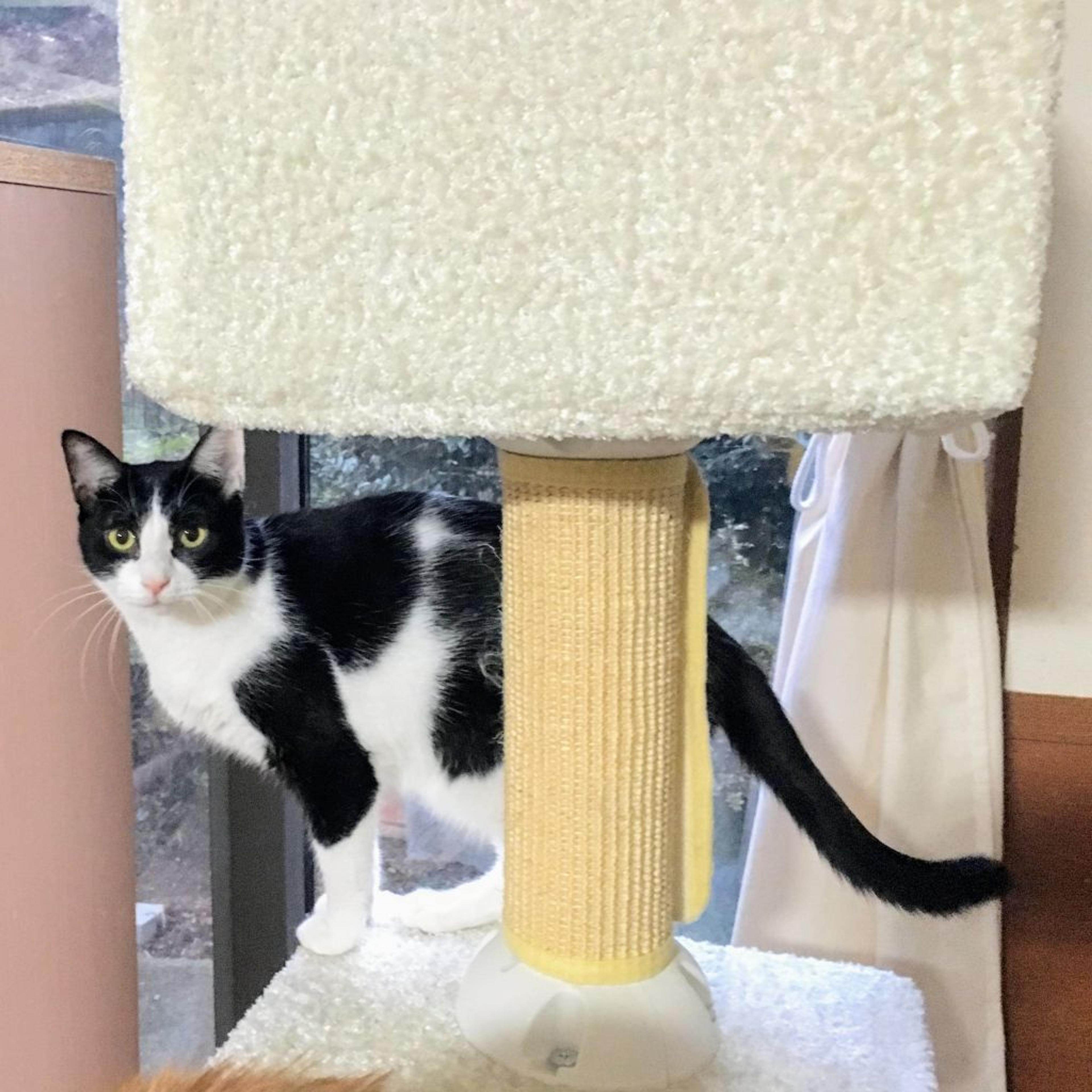 pet-image-3