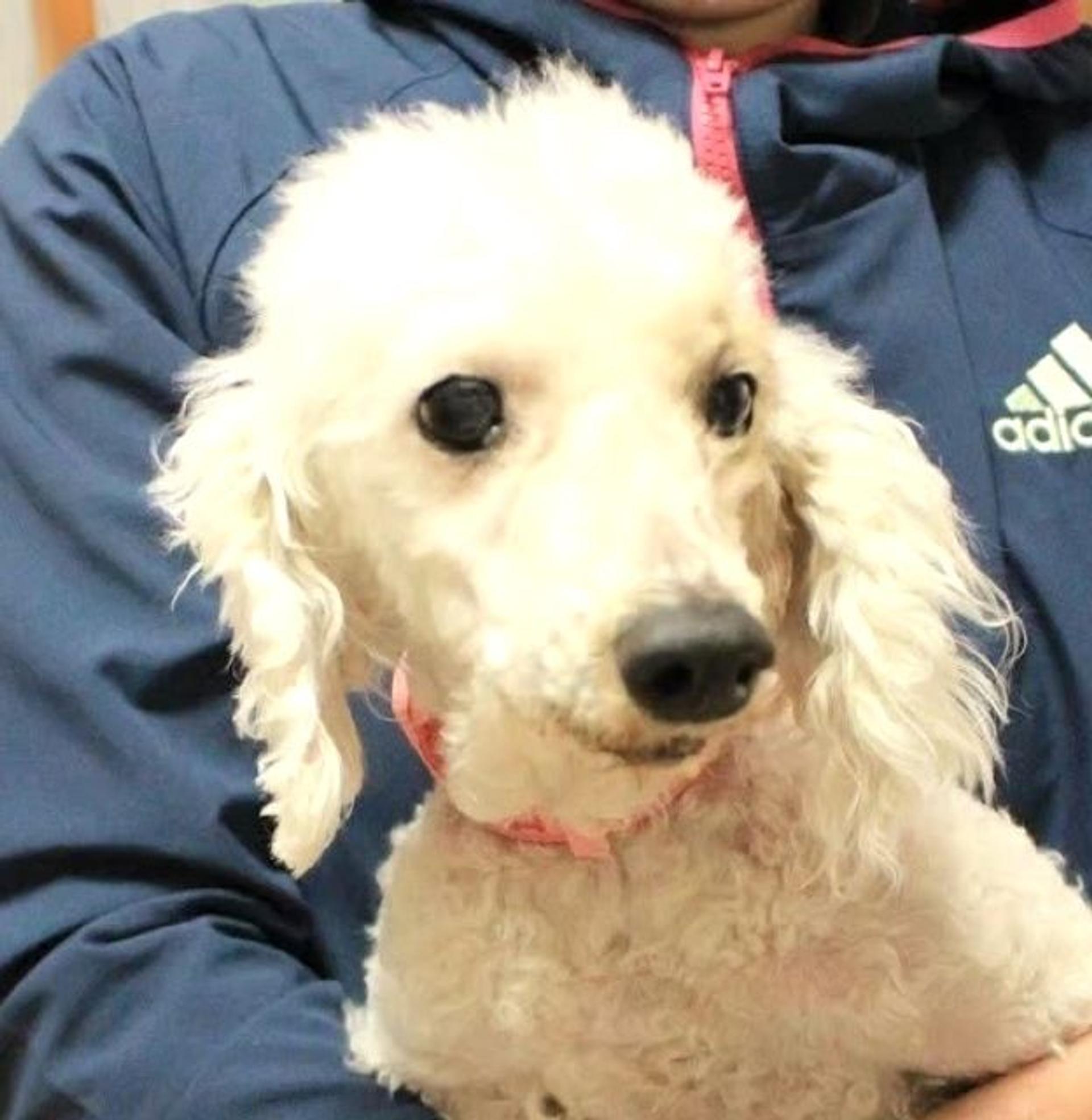 pet-image-2
