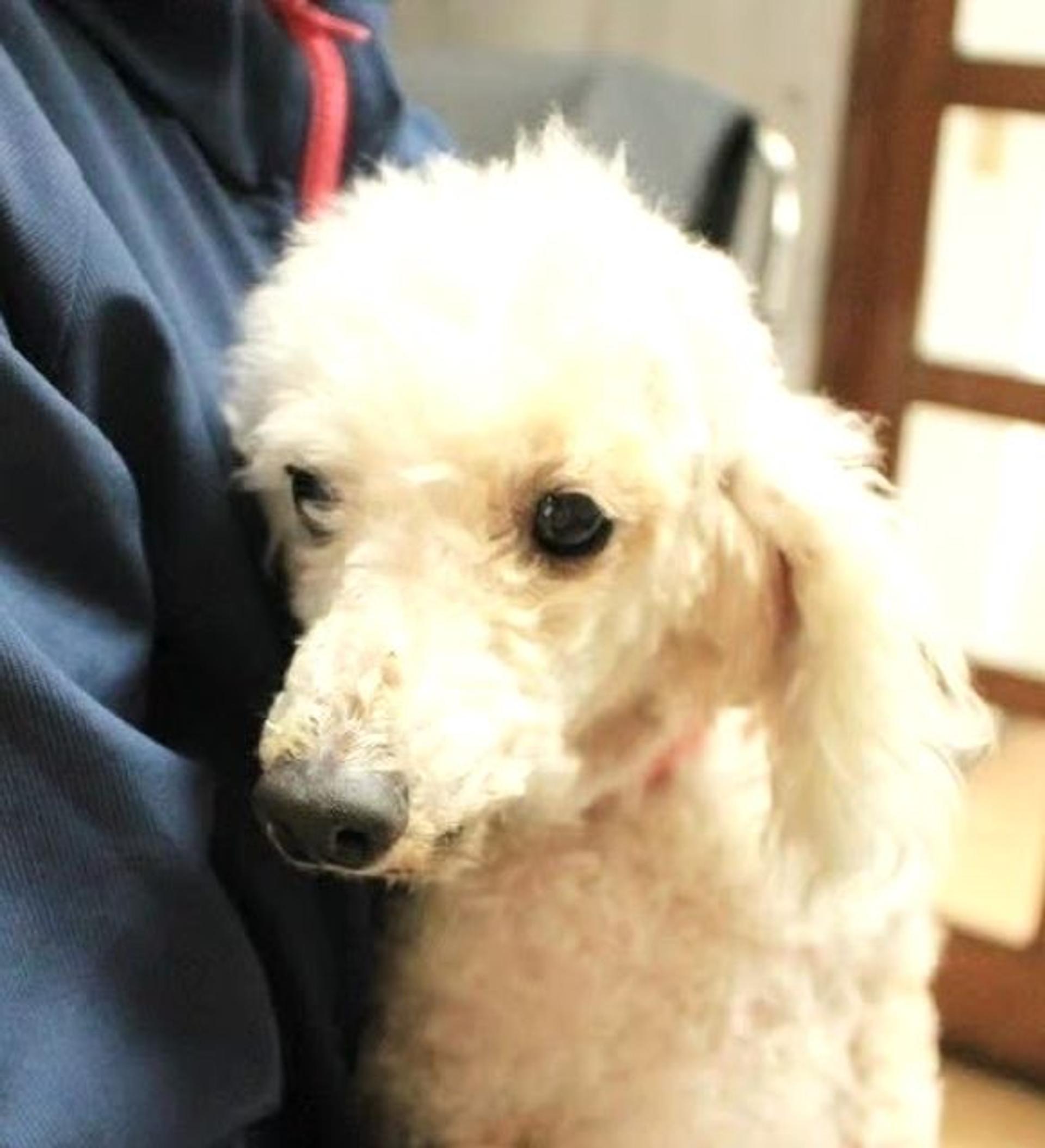 pet-image-5