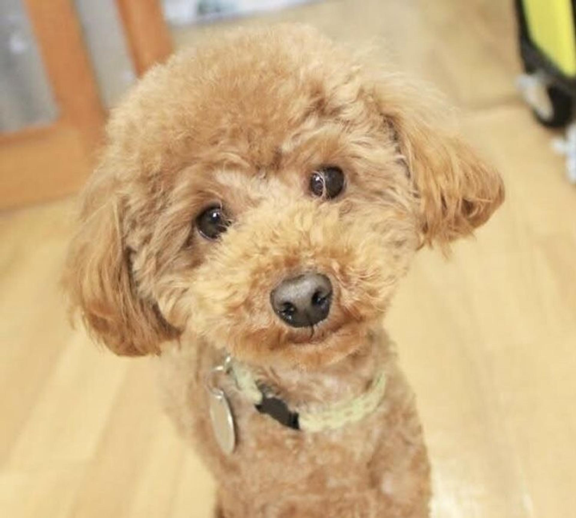 pet-image-2