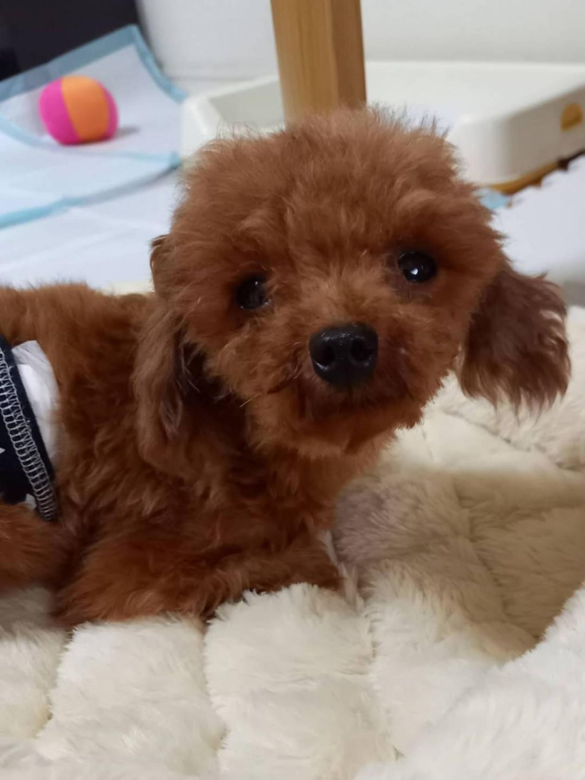pet-image-2