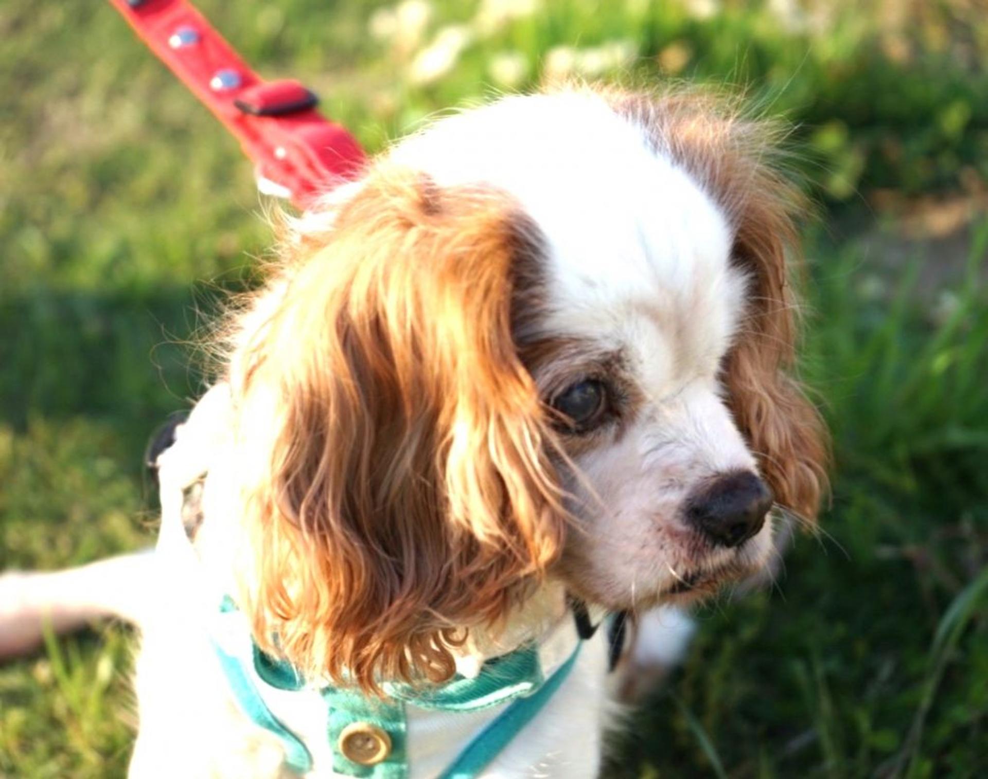 pet-image-4
