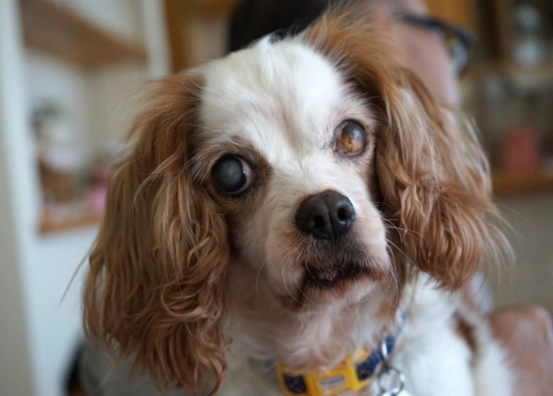 pet-image-5