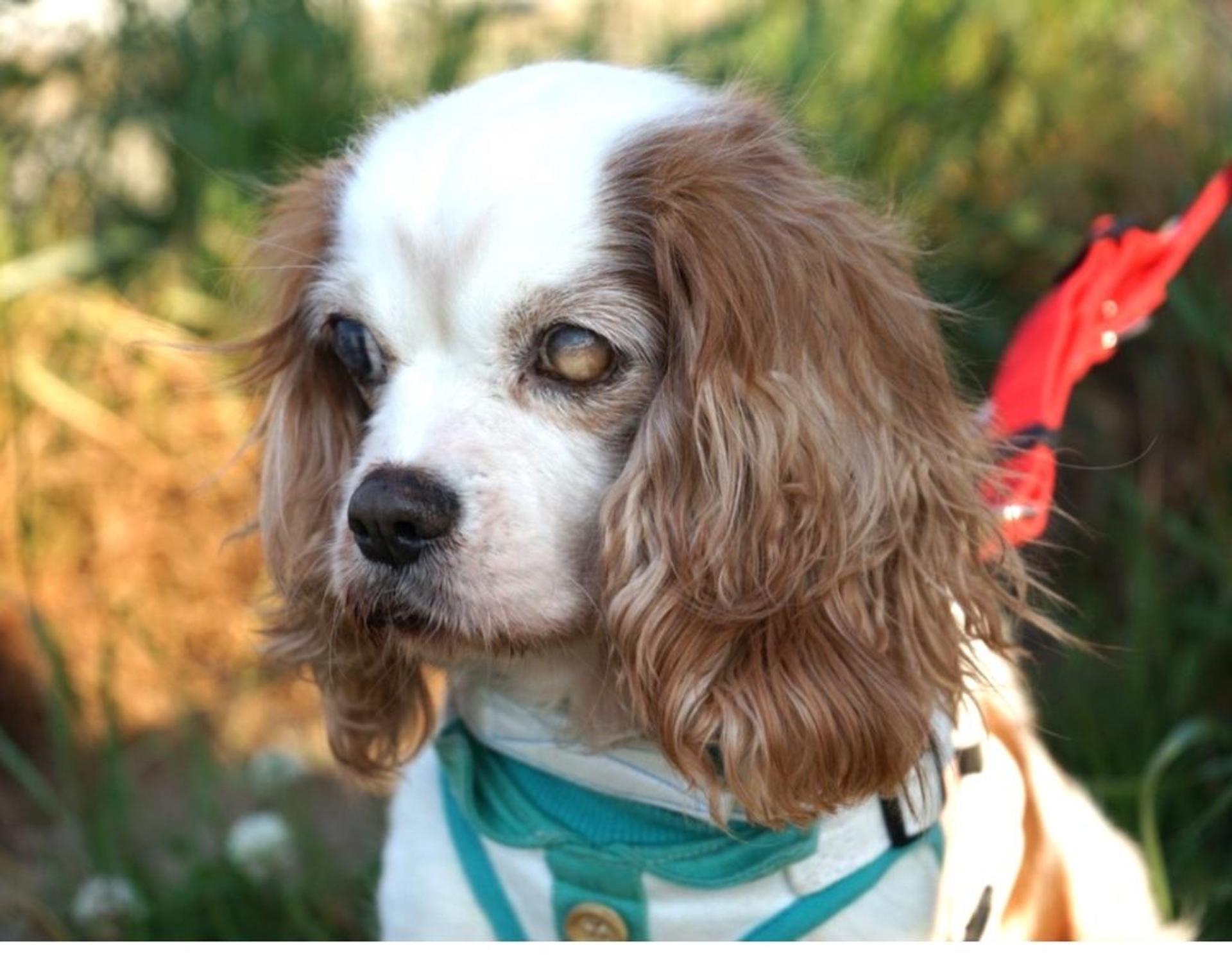 pet-image-6
