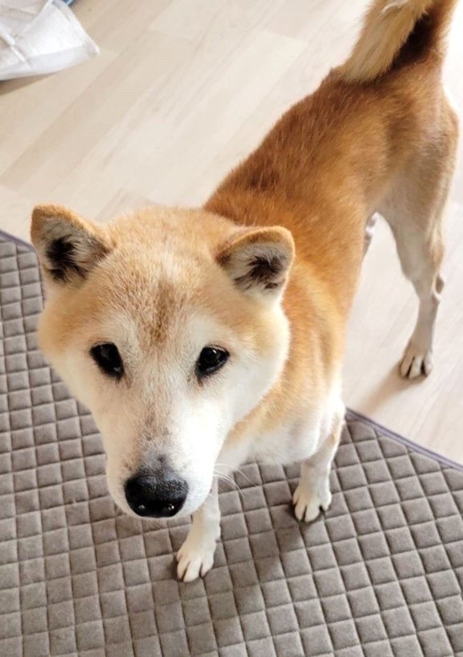 柴犬・オスの里親募集の写真