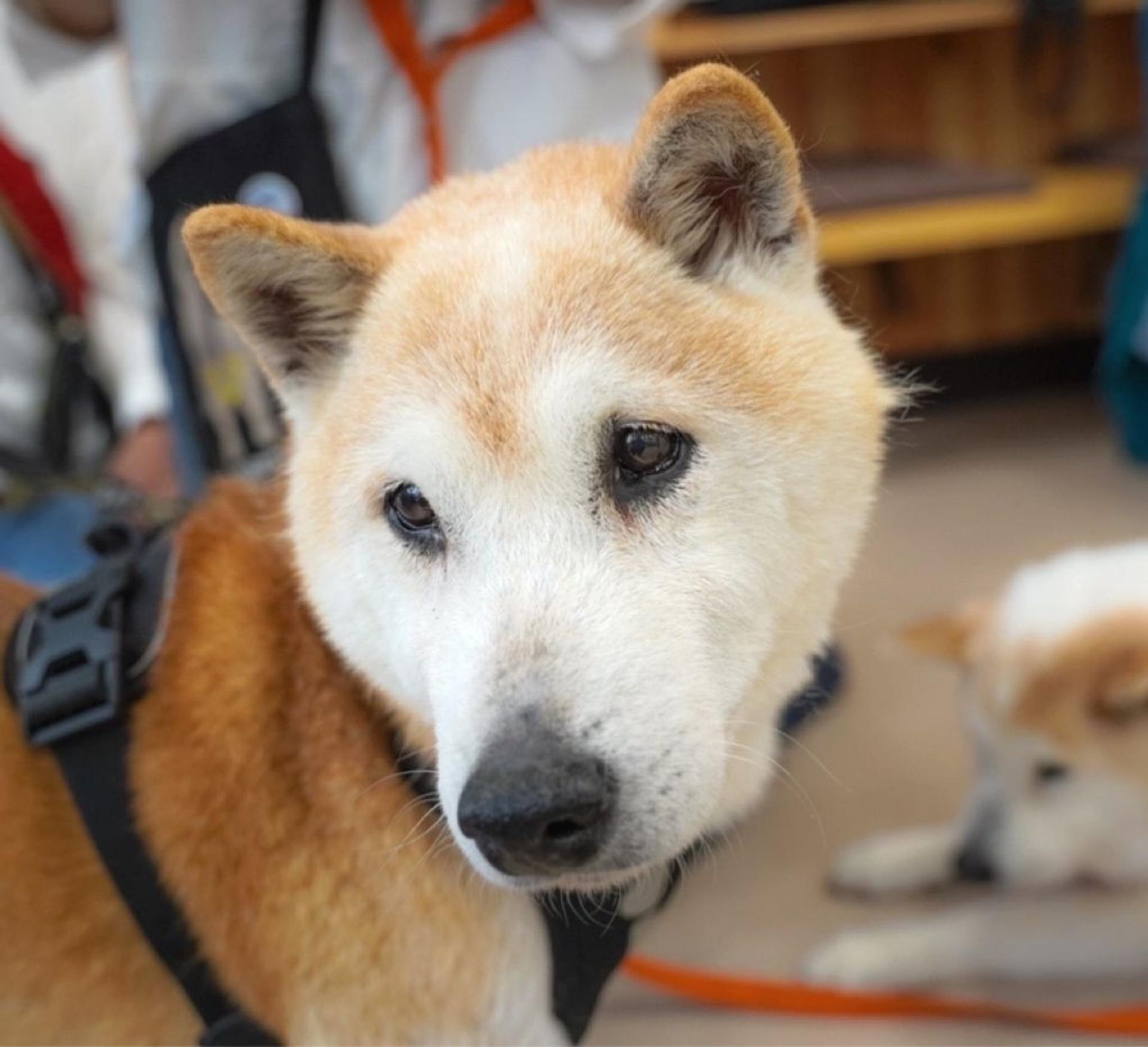 pet-image-3