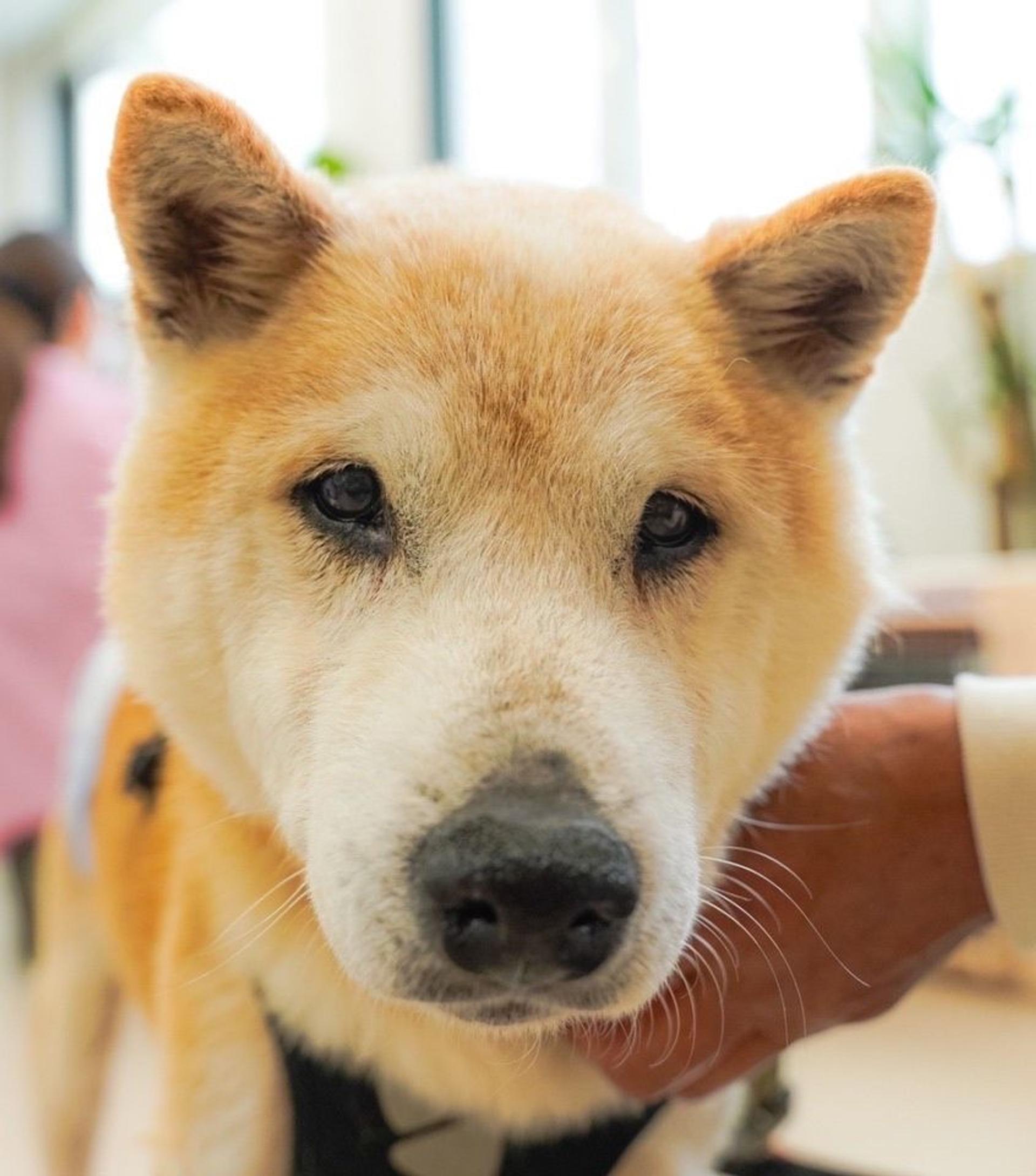pet-image-5
